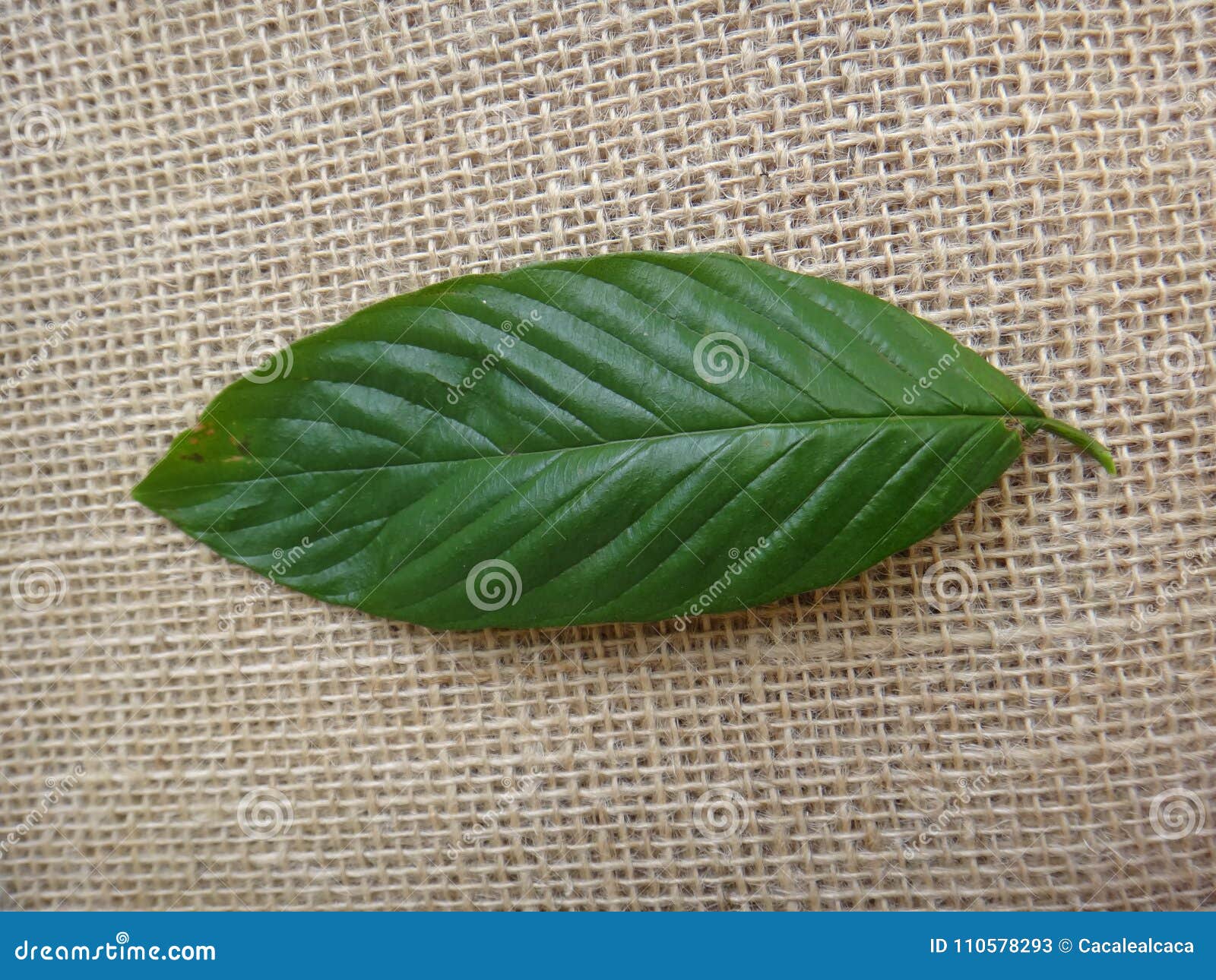 guarea guidonia, leaf top