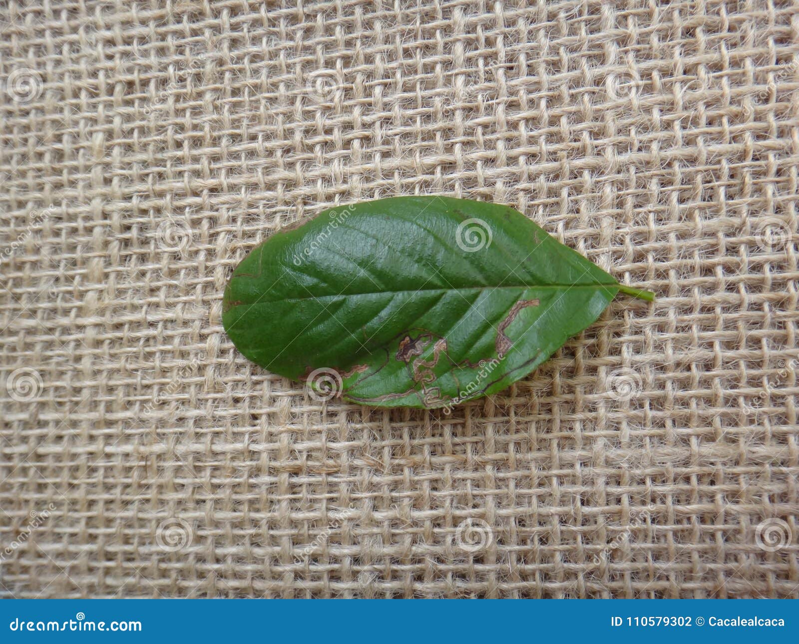 guarea guidonia, leaf top