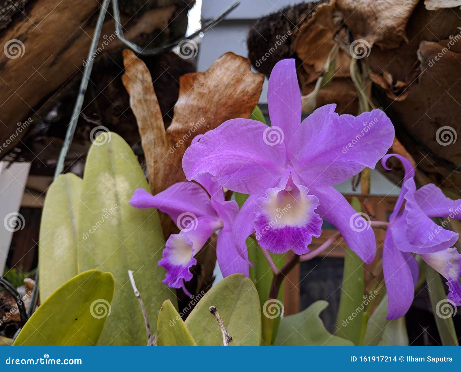 guarianthe is a colorful purple flowers. costa rican national flower. guaria morada