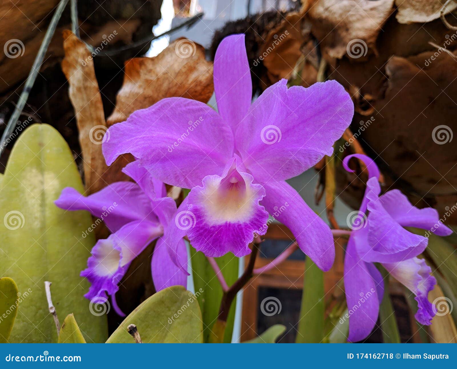 Guarianthe is a Purple Orchids Flower. Guaria Morada Orchid Stock Photo -  Image of floral, head: 174162718