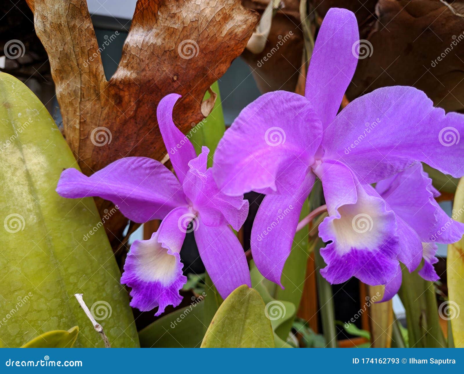 Guarianthe is a Purple Orchids Flower. Guaria Morada Orchid Stock Image -  Image of epiphytic, closeup: 174162793