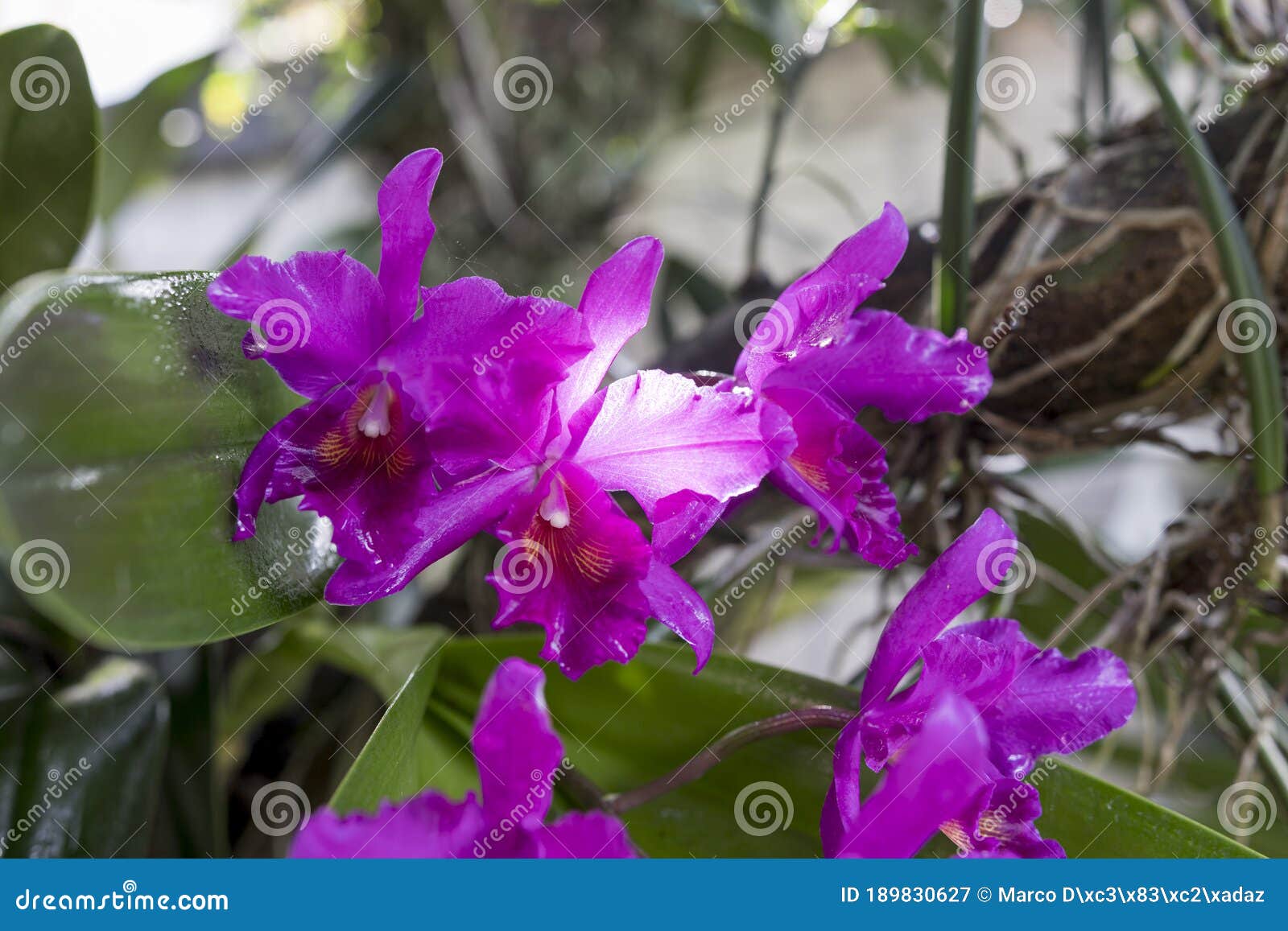 guarianthe skinneri is the national flower of costa rica, where it is known as guaria morada