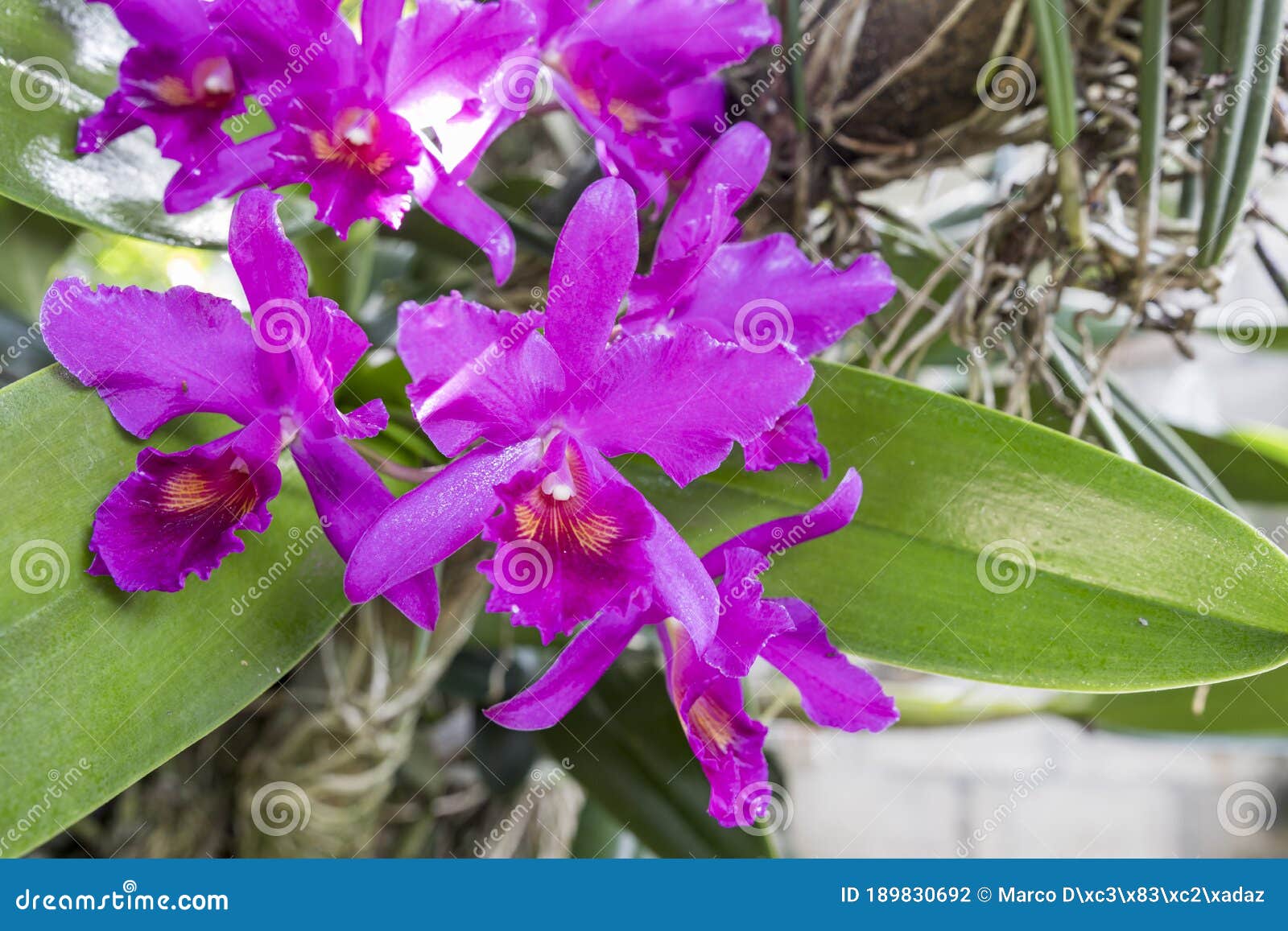 Guarianthe Skinneri is the National Flower of Costa Rica, Where it is Known  As Guaria Morada Stock Photo - Image of costa, national: 189830692