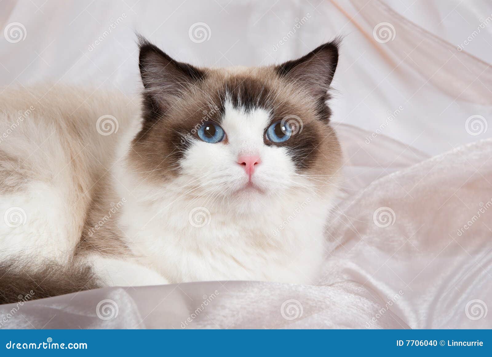 Guarnizione Del Gatto Di Ragdoll Bicolore Fotografia Stock - Immagine ...