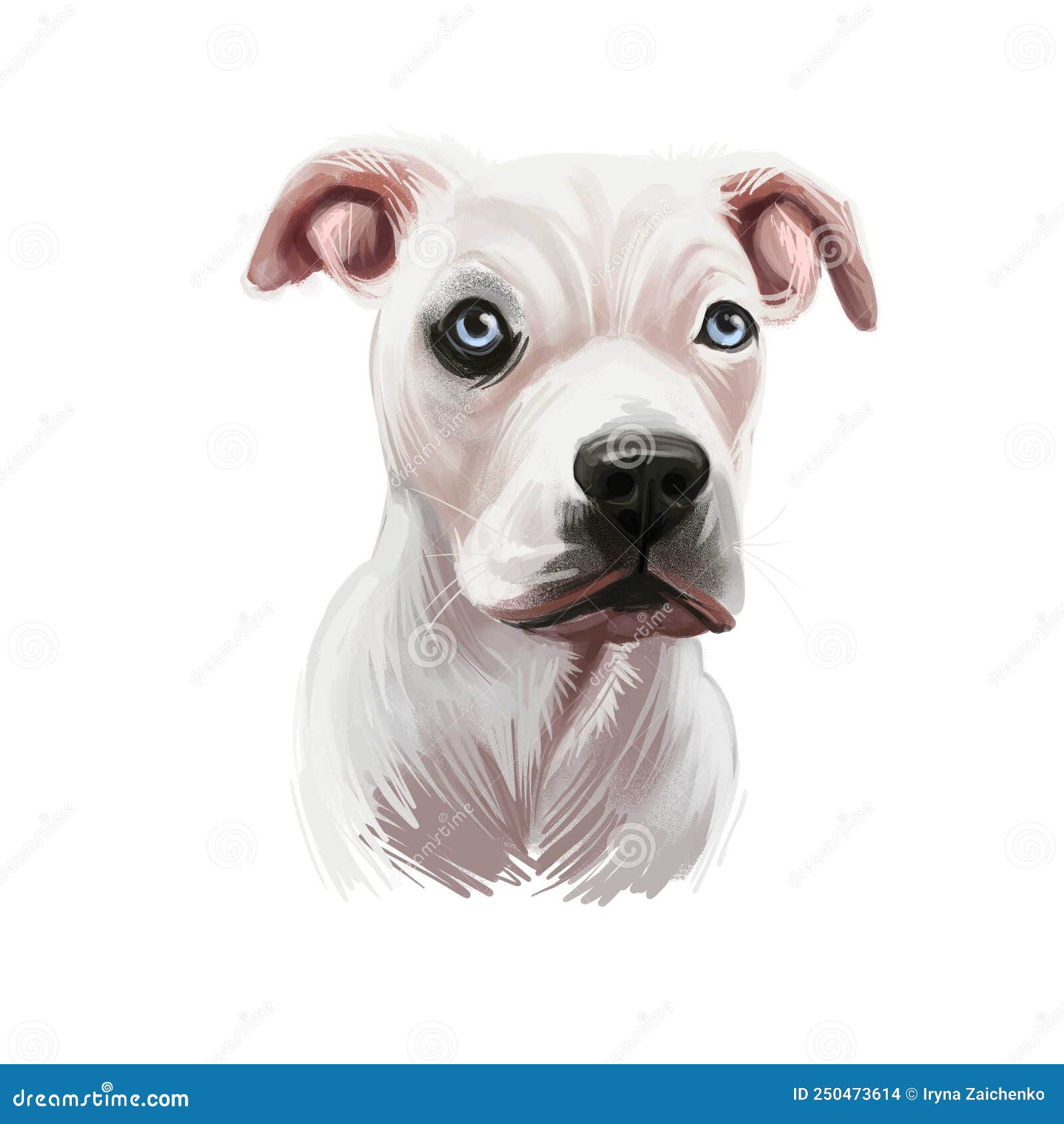 guatemalan dogo, dogo guatemalteco dog digital art   on white background. guatemala origin mastiff dog. pet