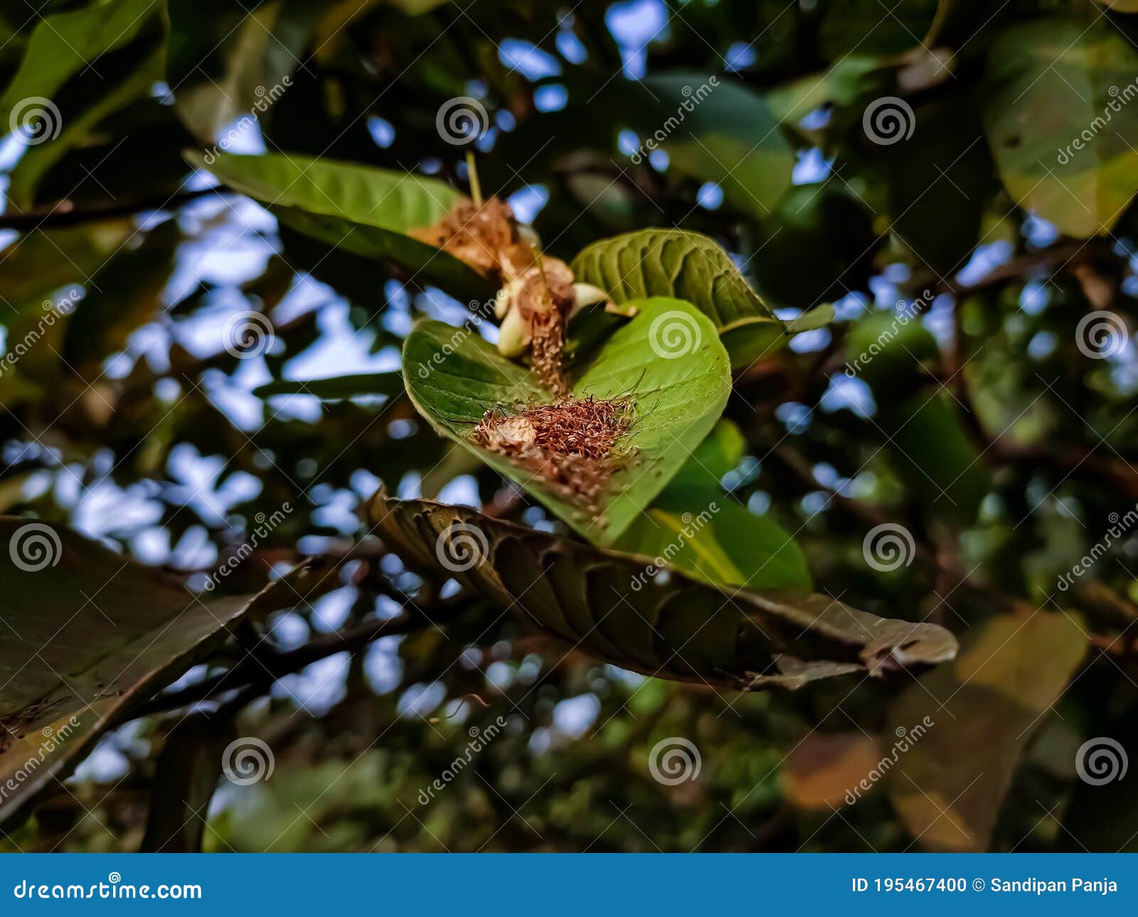 guava is a common tropical fruit cultivated in many tropical and subtropical regions. psidium guajava is a small tree in the