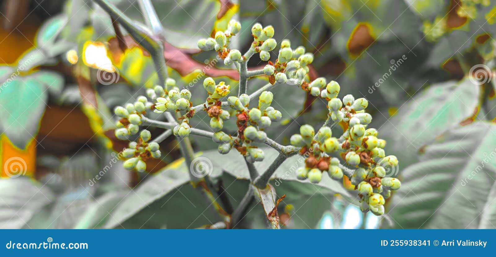 guava flower seeds that have not yet released their fruit