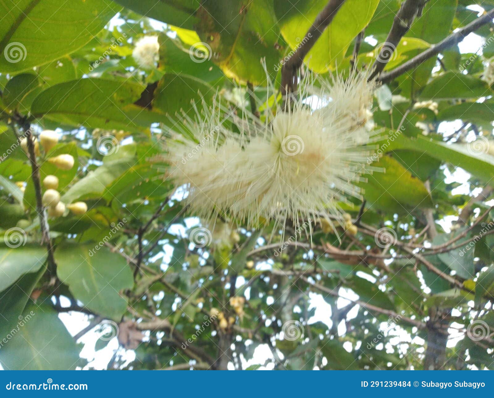 Guava Flowers are Blooming To Fruit in the Yard Stock Photo