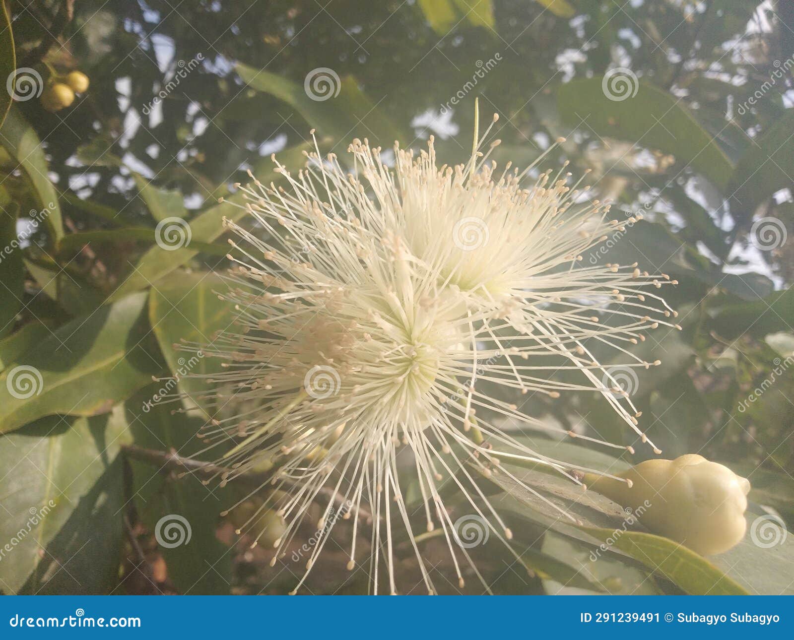 Guava Flowers are Blooming To Fruit in the Yard Stock Image
