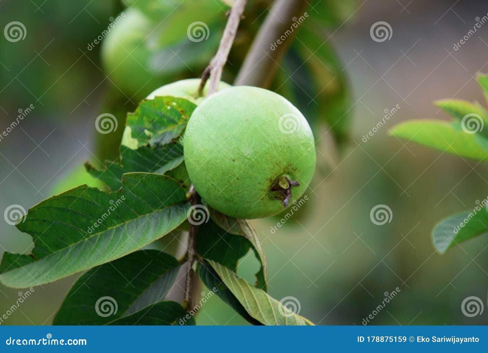 guava orchard guava orchard
