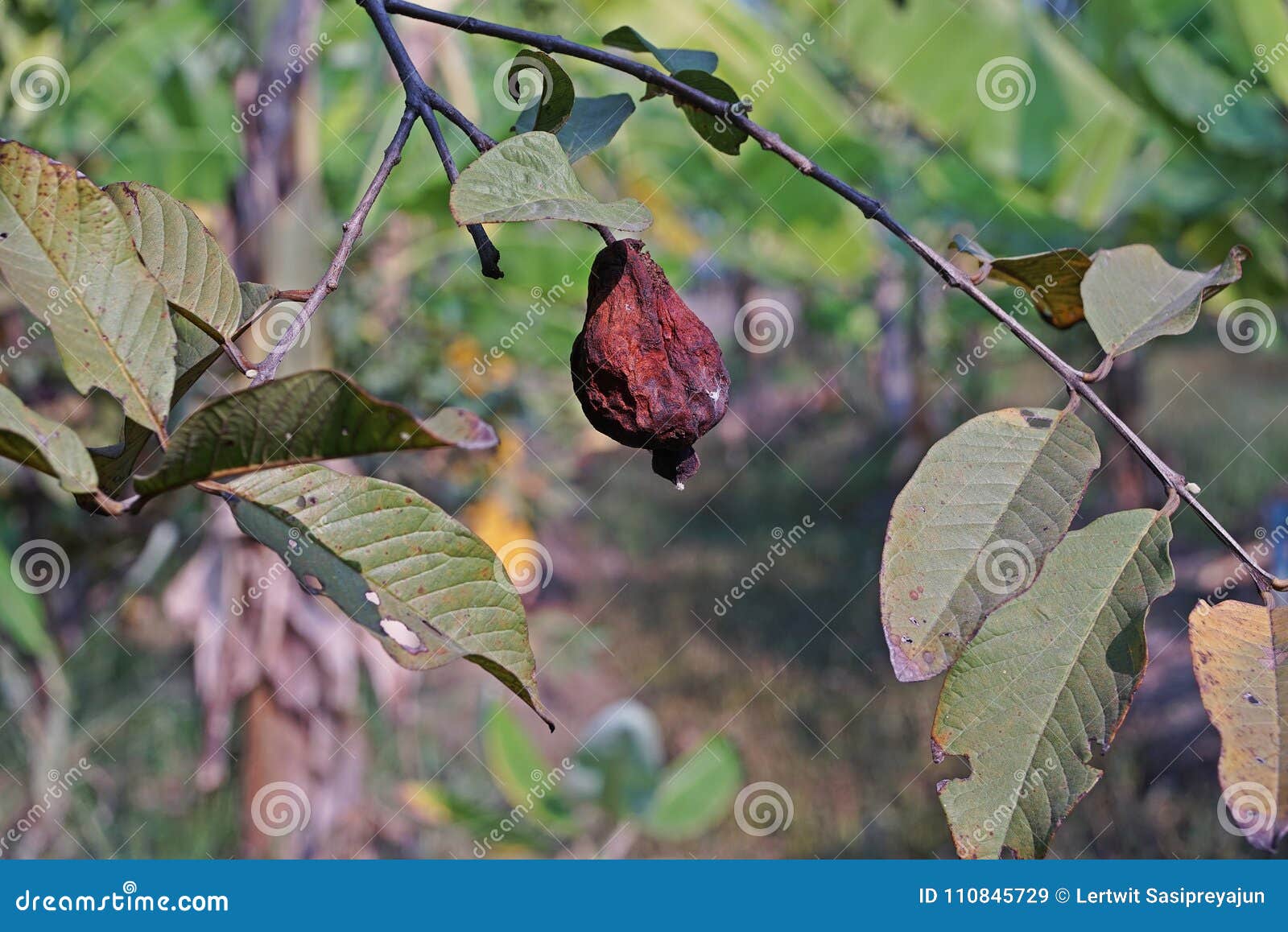 Guava Fruit Rot from Fruit Fly Infestation Stock Image Image of damaged, leaf 110845729