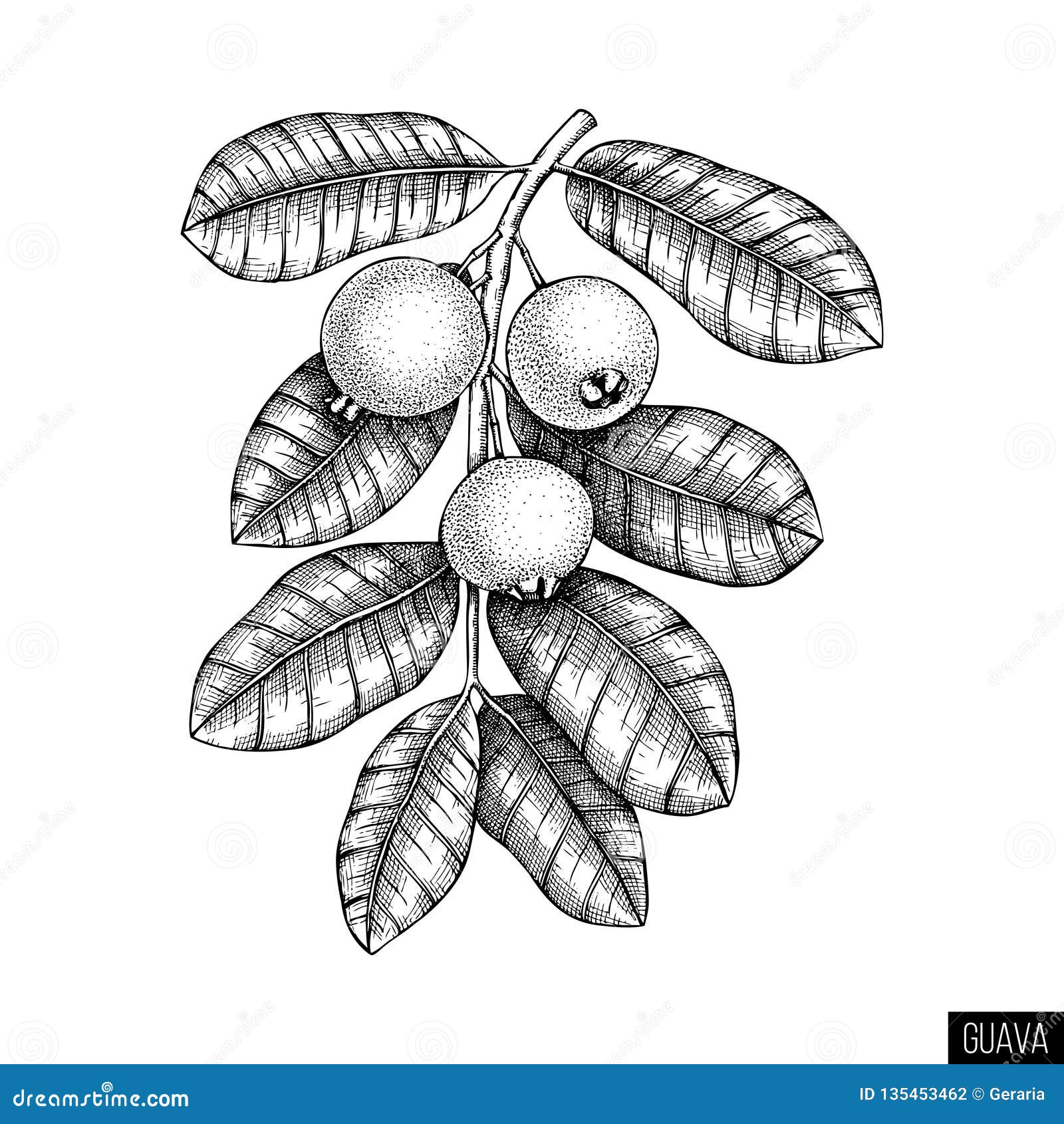 Featured image of post Sketch Guava Tree Drawing Painting patterns realistic drawings tree drawing landscape drawings 3d drawings leaf drawing learn to draw drawings face painting