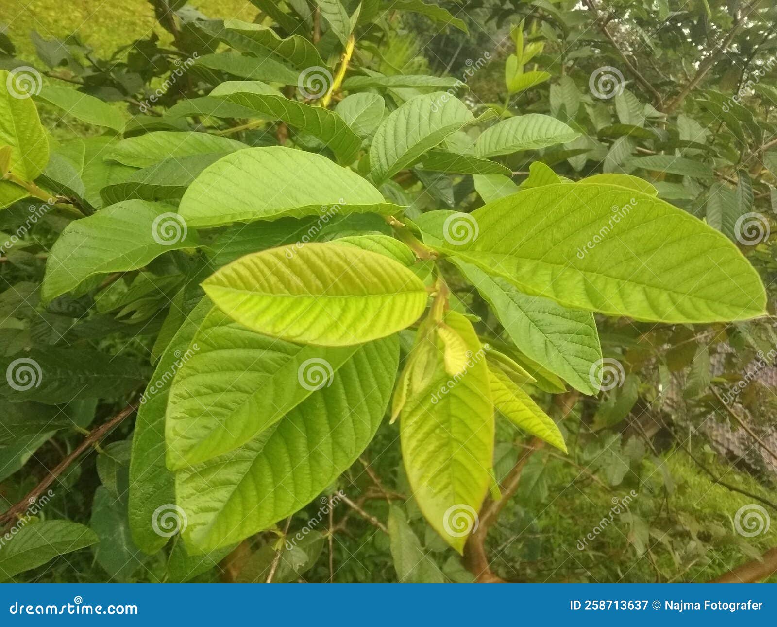 Guava Leaves Diarrhea Medicine Stock Image Image of guava, tropical