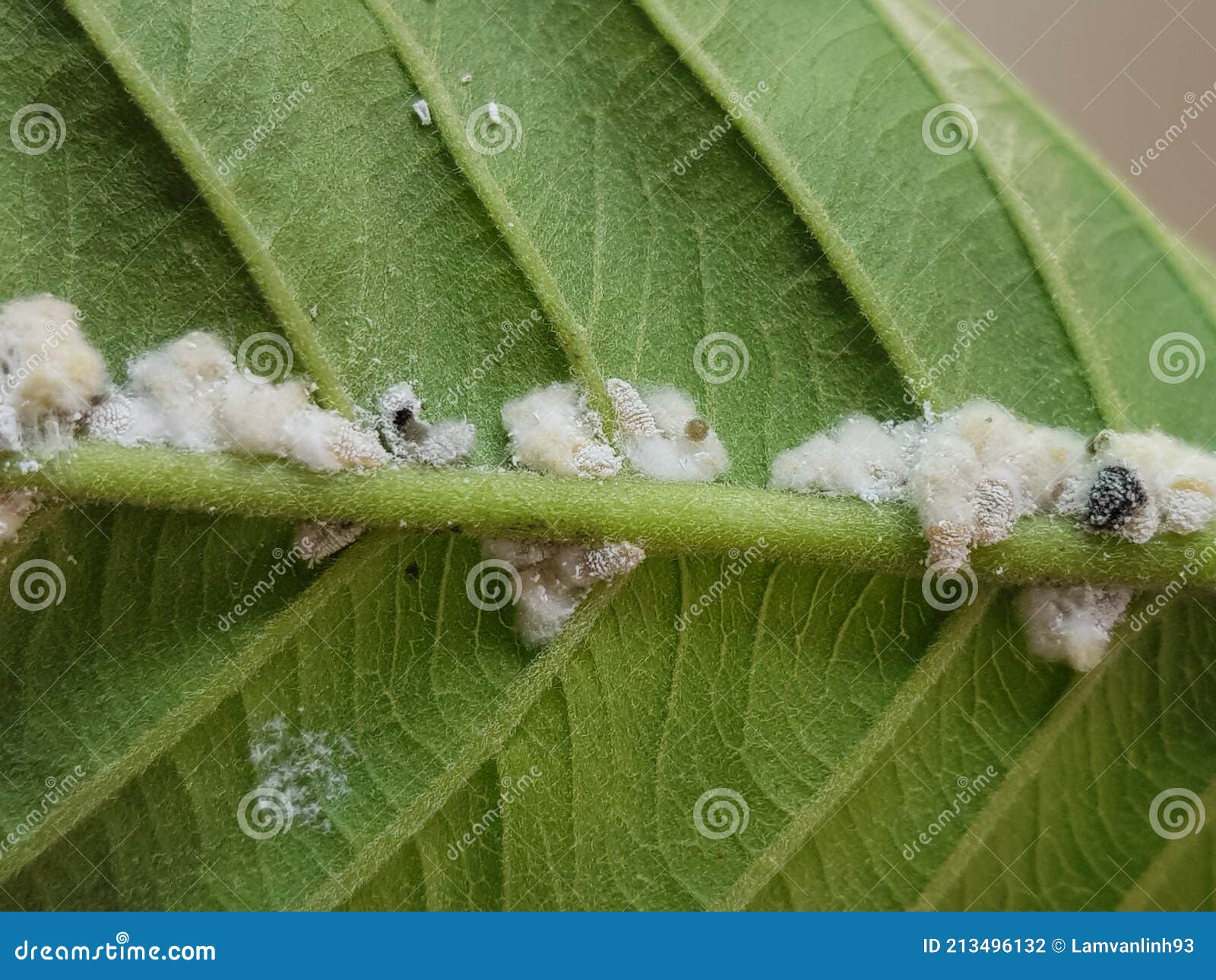 guava mealy bug lay eggs on leaf.