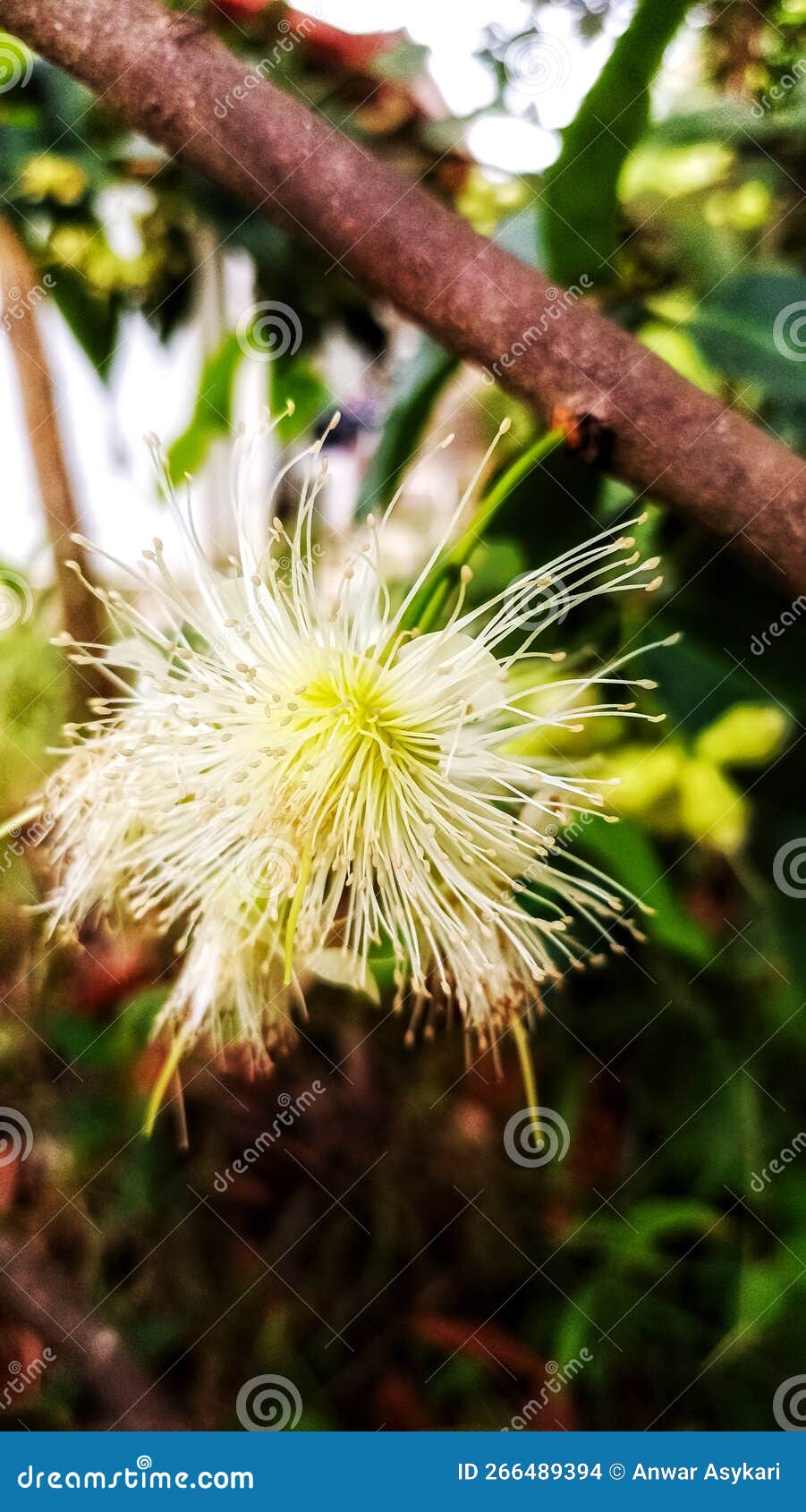 Guava Plants that are Producing Flowers and Fruit Stock Photo Image