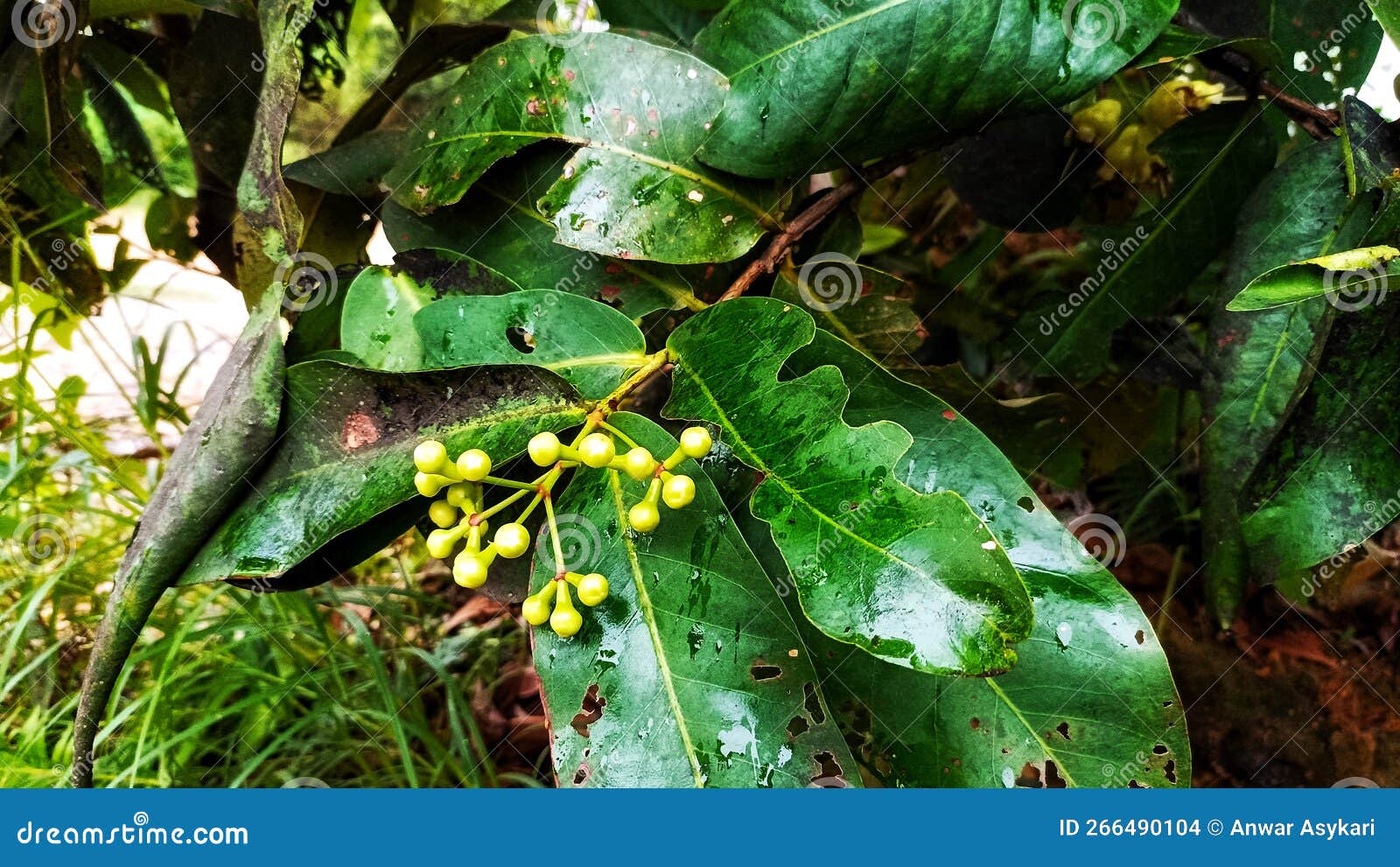 Guava Plants that are Producing Flowers and Fruit Stock Photo Image