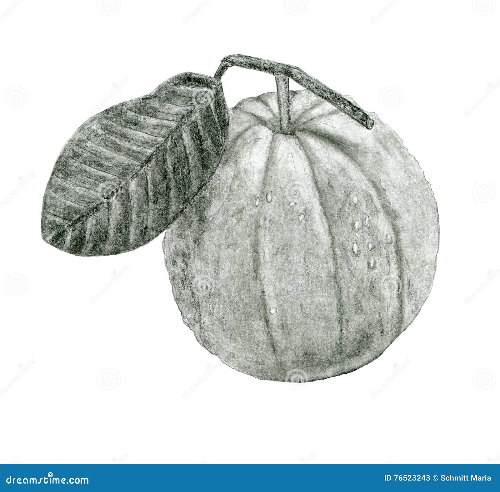 Featured image of post Drawing Of Guava Tree Stay until the end of the article and you will not have any doubts when it