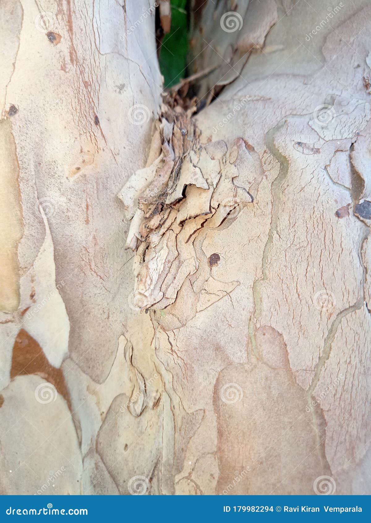 Guava tree bark background stock photo. Image of background - 179982294