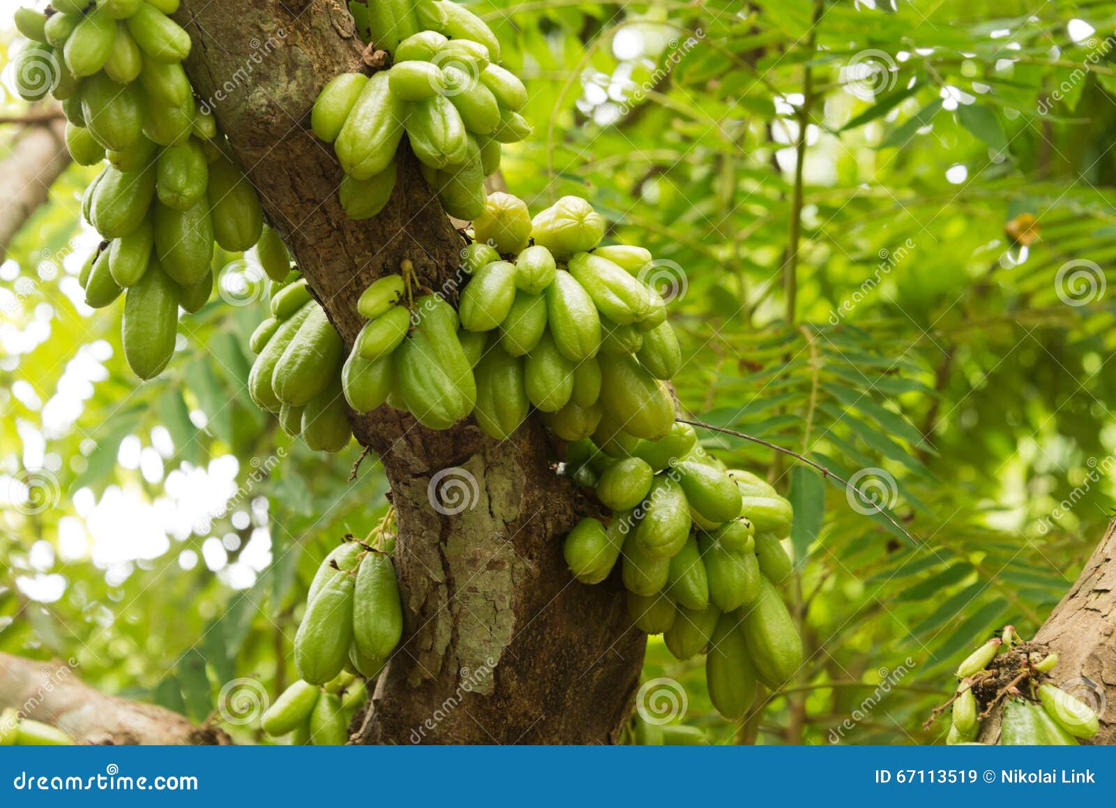 Guavas on tree stock image. Image of freshness, ingredient 67113519