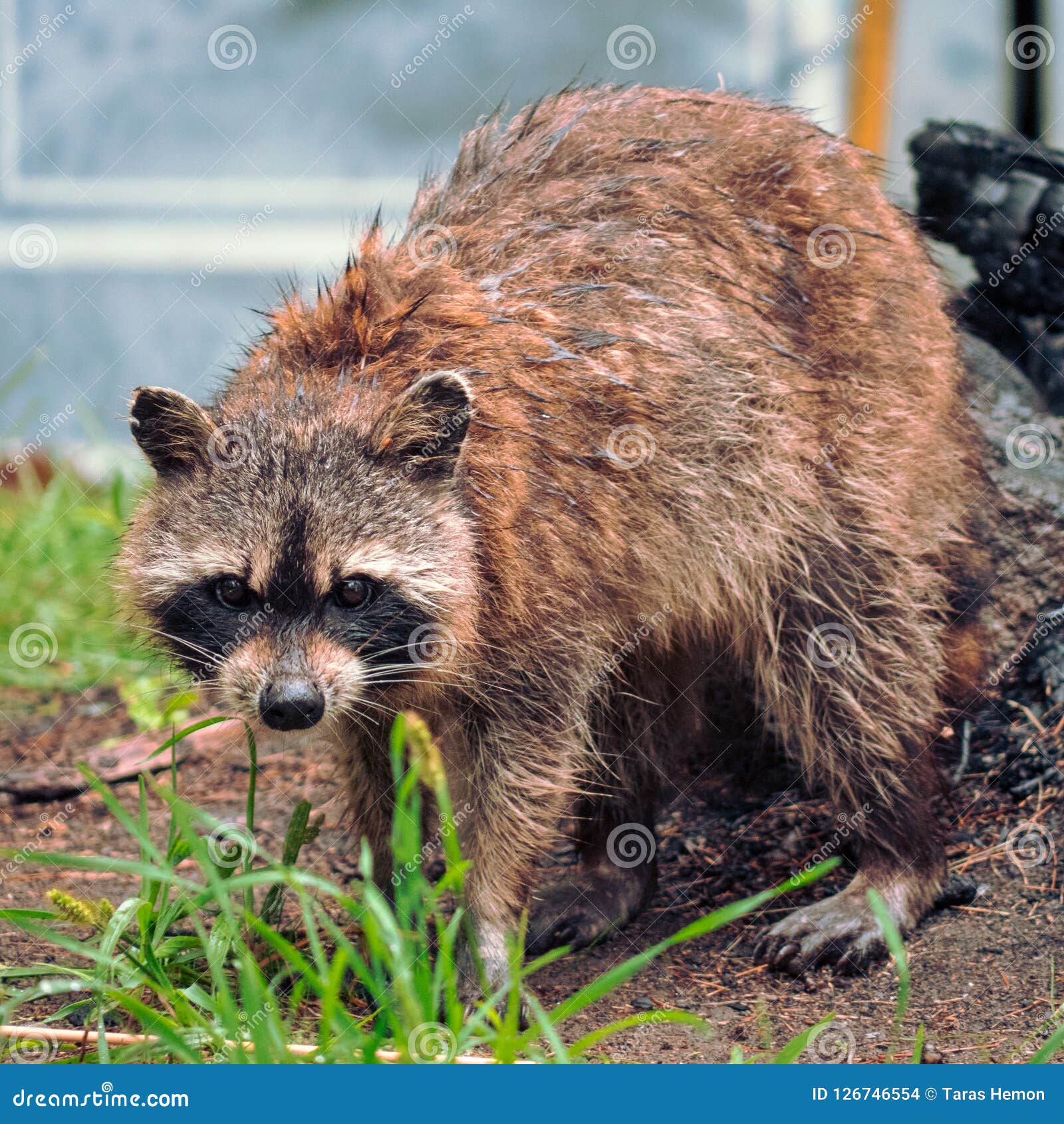Guaxinim Molhado Foto De Stock Imagem De Raccoon Umidade 126746554