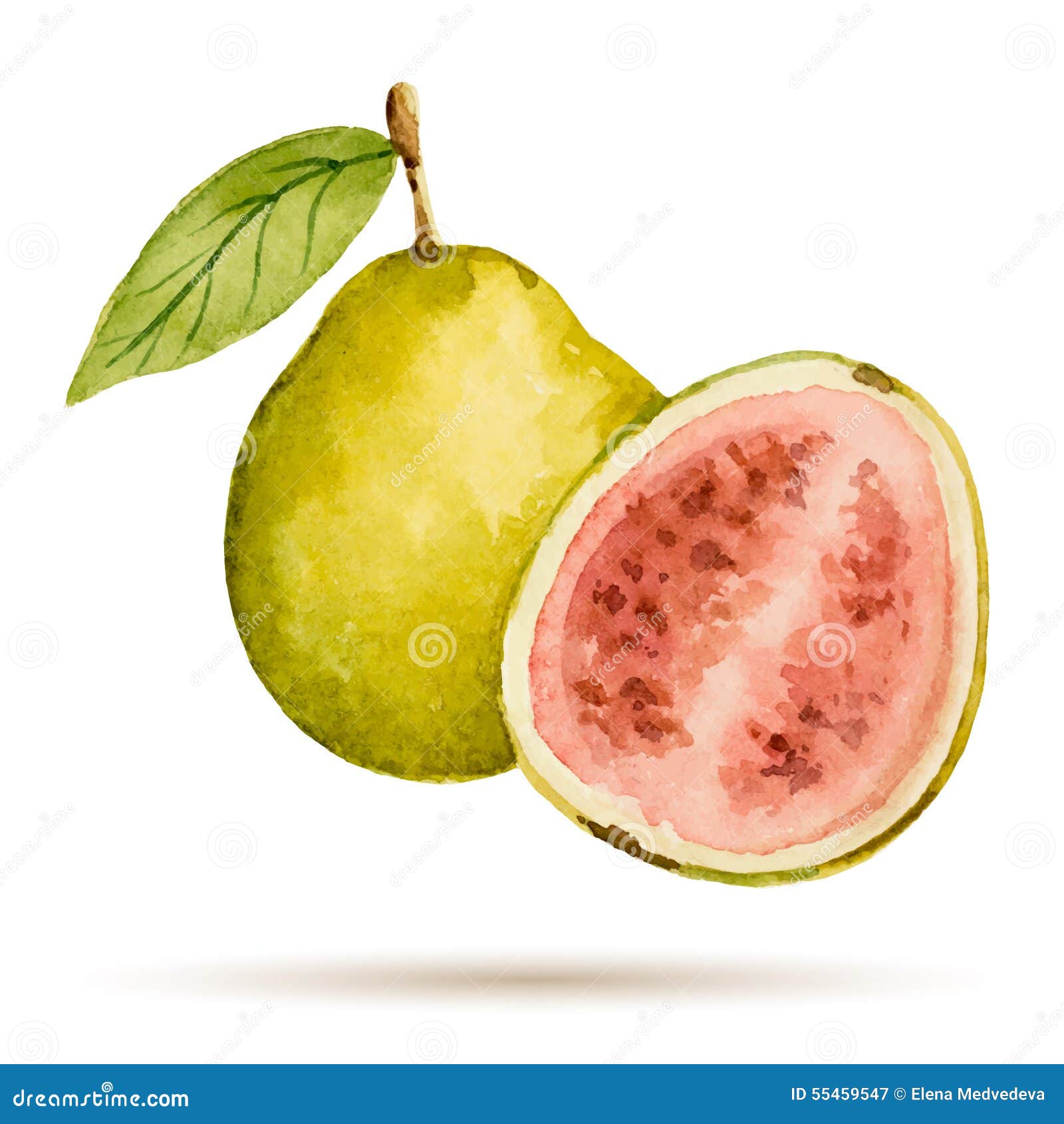Guayaba Ilustraciones Stock, Vectores, Y Clipart – (5,496 Ilustraciones Stock) Guayaba Ilustraciones Stock, Vectores, Y Clipart – (5,496 Ilustraciones Stock)