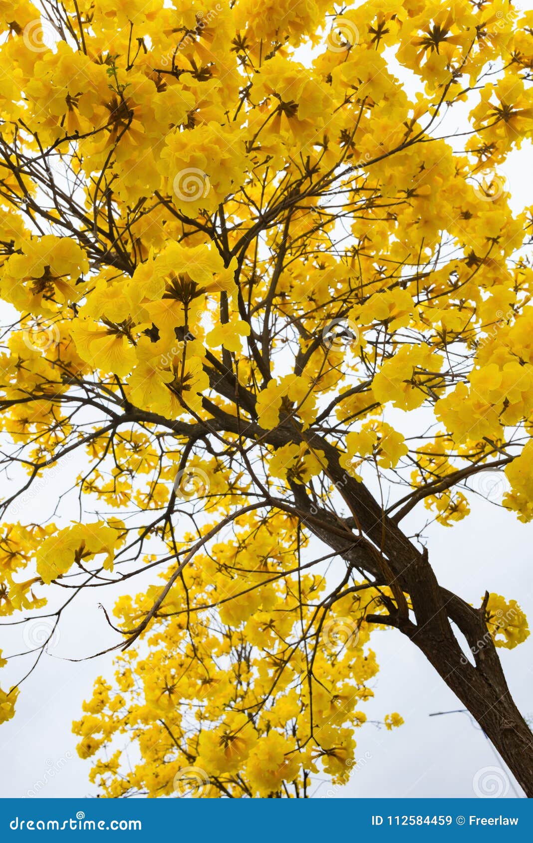 guayacan or handroanthus chrysanthus tree
