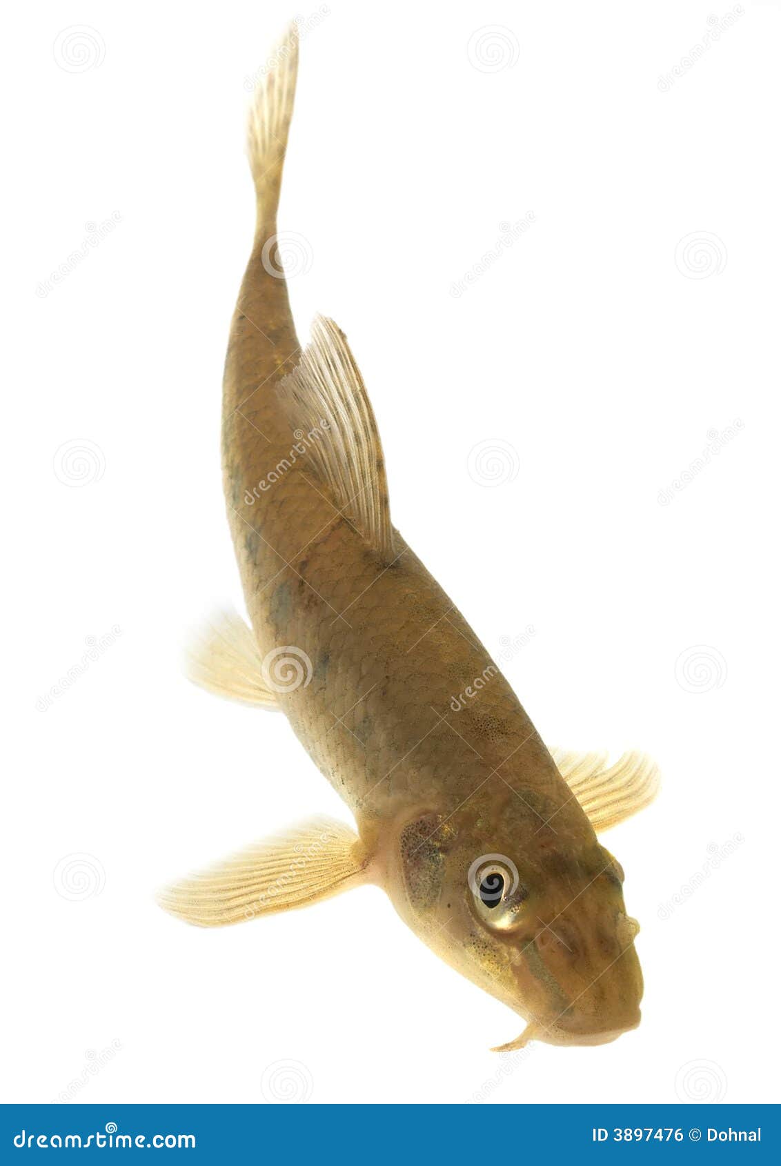 Gudgeon (fish) isolated stock photo. Image of healthy 3897476