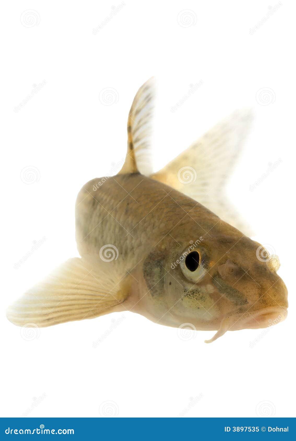 Gudgeon (fish) isolated stock image. Image of catch 3897535