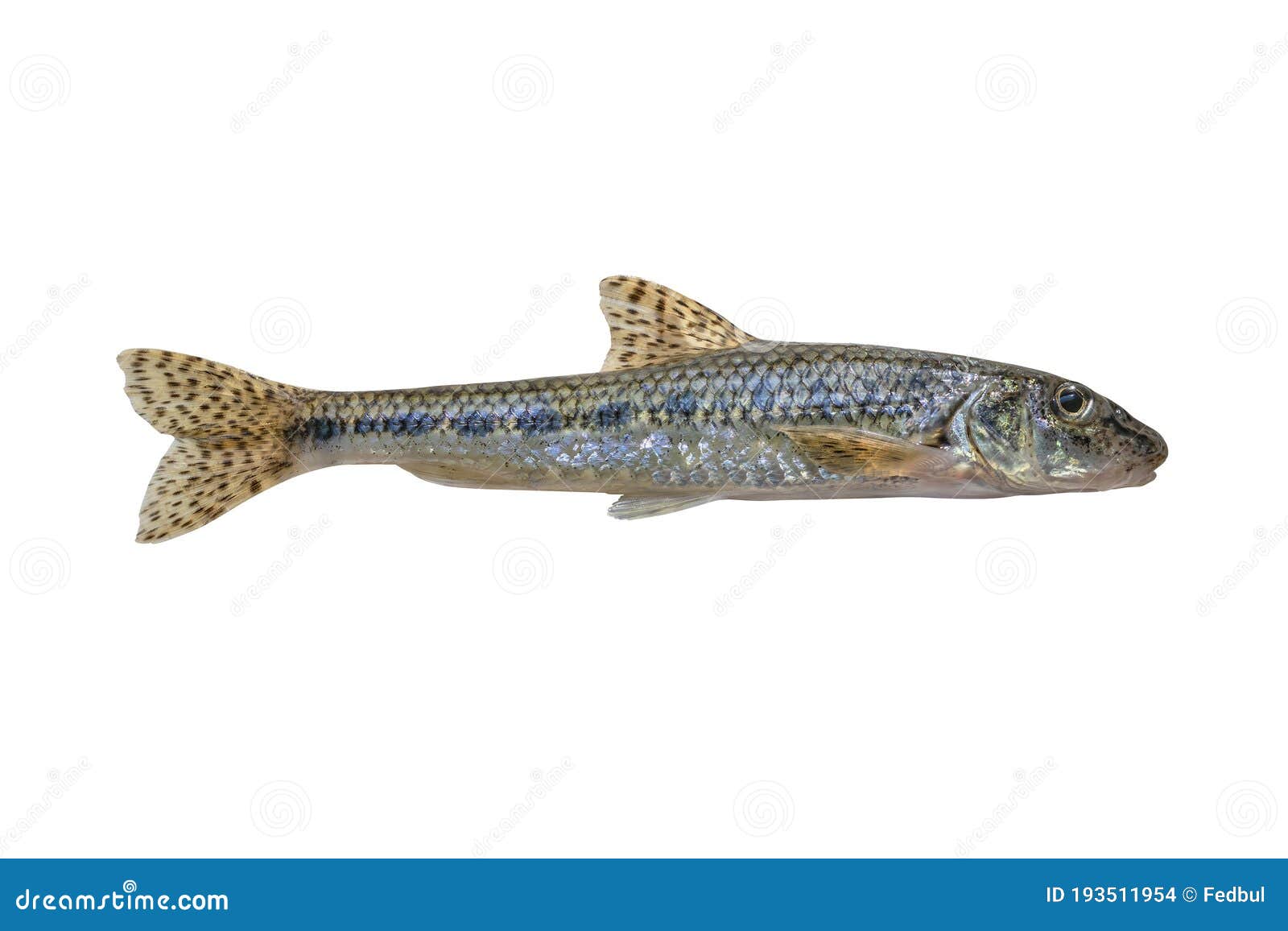Gudgeon Fish Isolated on White Background Stock Photo Image of scale, pond 193511954