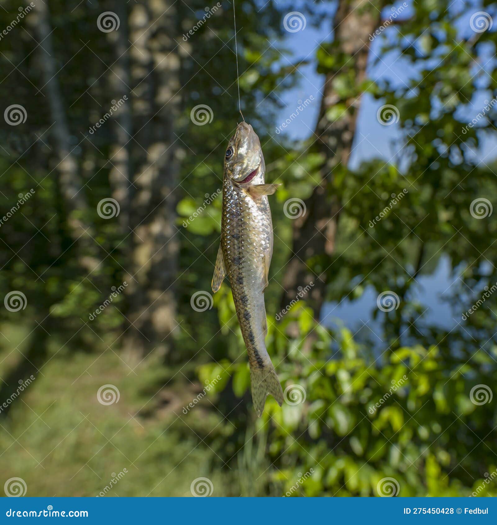 Gudgeon Fishing. Caught Gobio Fish on Hook Stock Photo Image of small