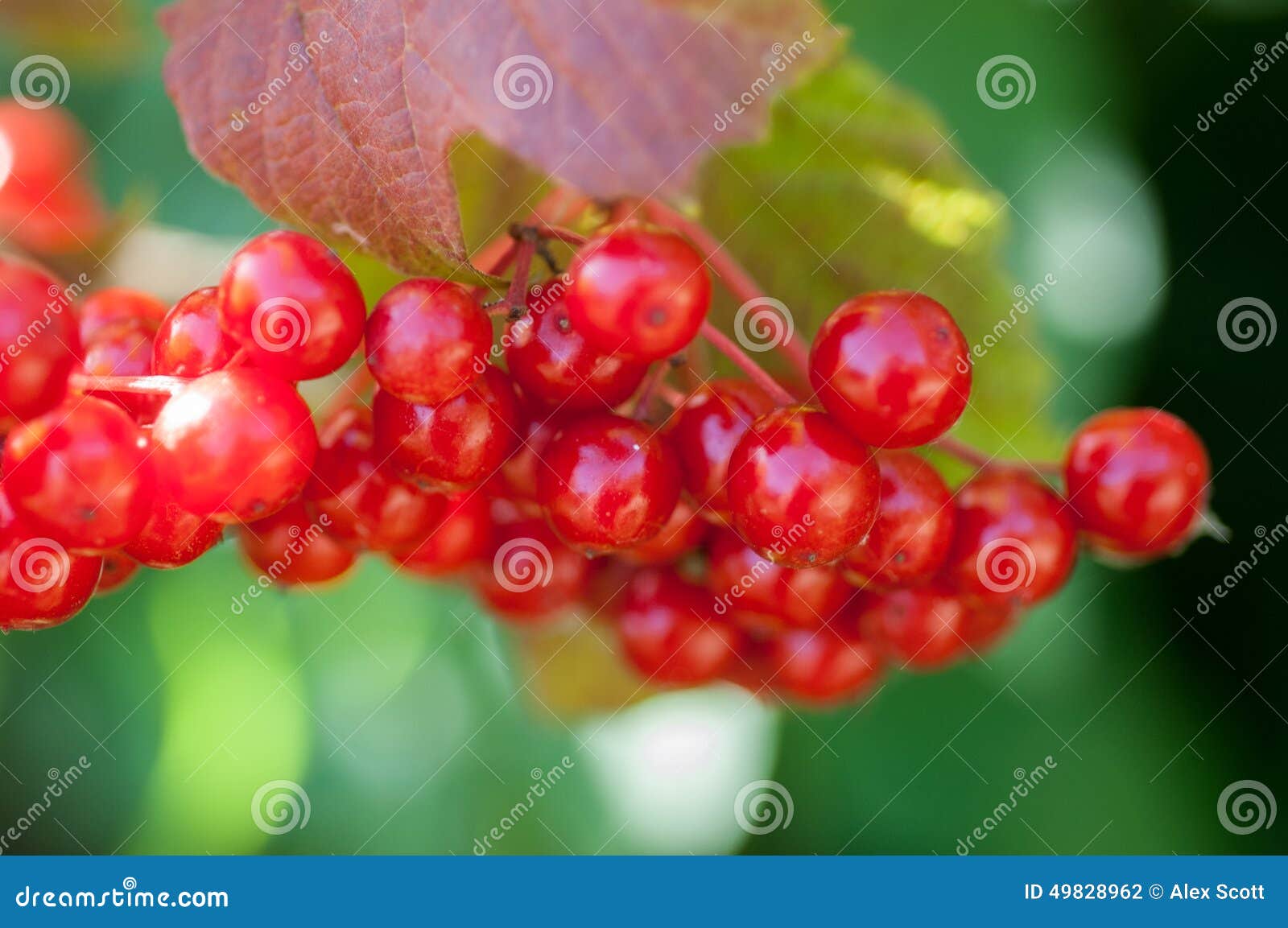 Guelder rose berries stock photo. Image of berry, chokeberry 49828962