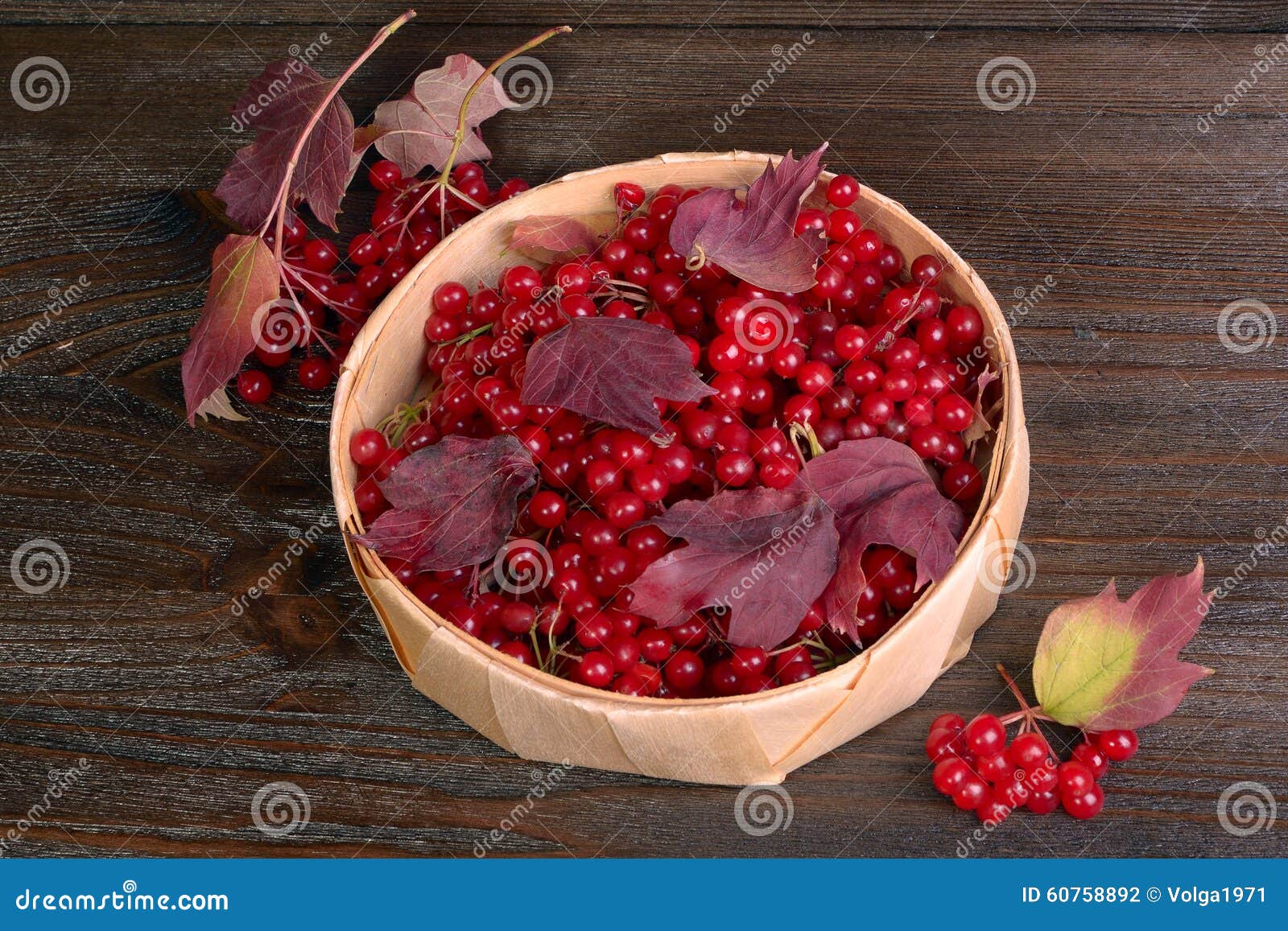 Guelderrose berries stock photo. Image of nature, brown 60758892