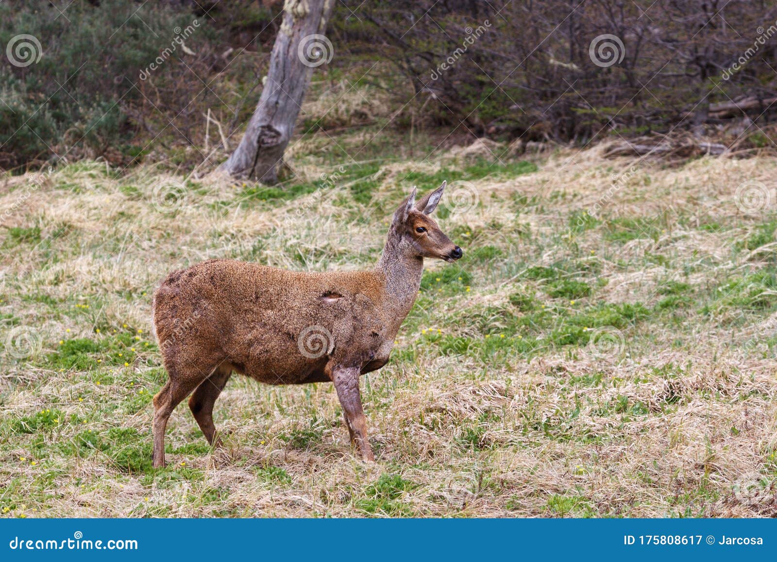 guemal, hippocamelus bisulcus, endangered specie also sometimes known as the south andean deer, huemul chileno