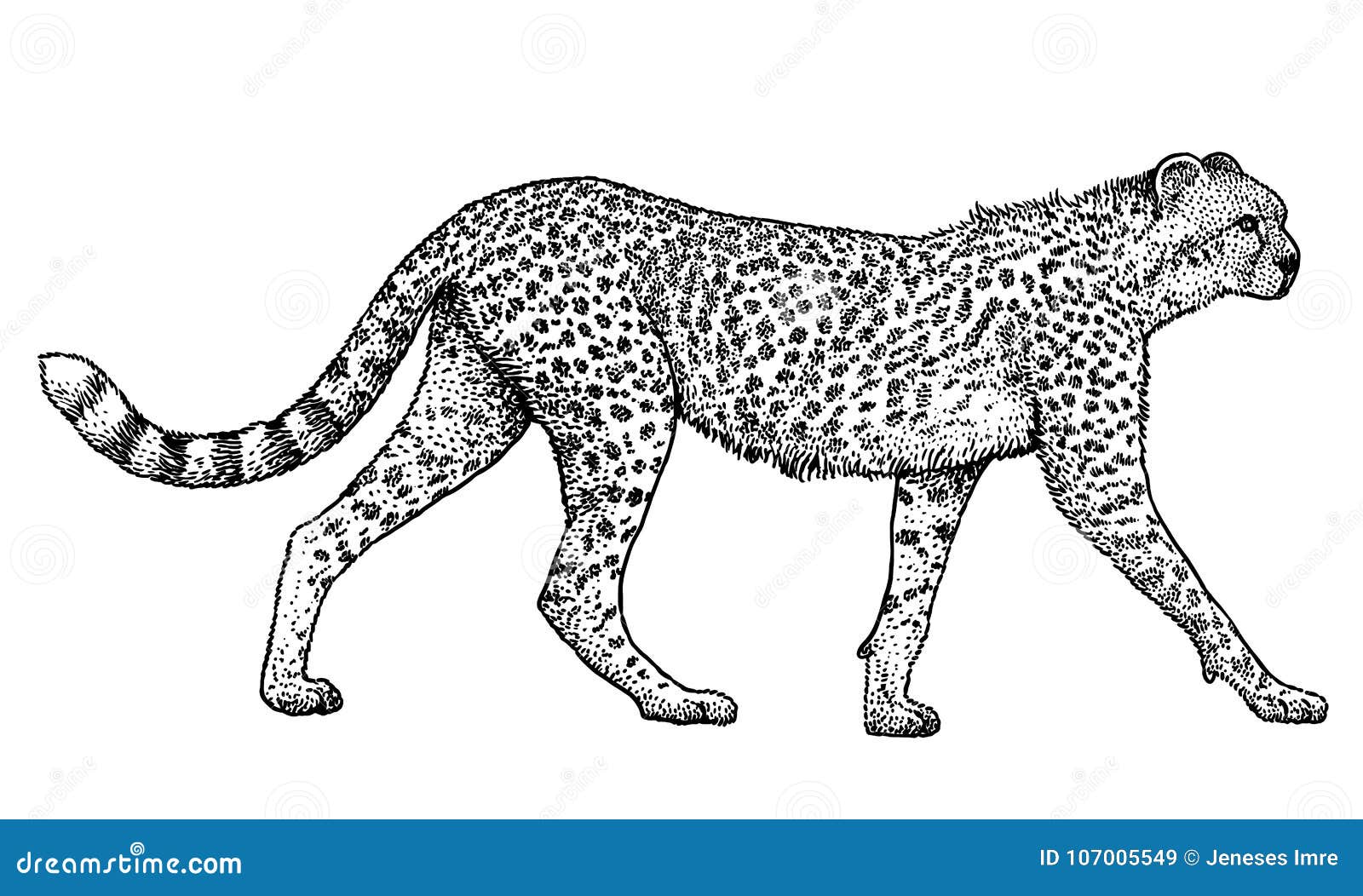 Guepardo, Animal, Ejemplo Del Mamífero, Dibujo, Grabado, Tinta, Línea Arte, Vector Ilustración del Vector - Ilustración de especie, manchado: 107005549 Guepardo, Animal, Ejemplo Del Mamífero, Dibujo, Grabado, Tinta, Línea Arte, Vector Ilustración del Vector - Ilustración de especie, manchado: 107005549