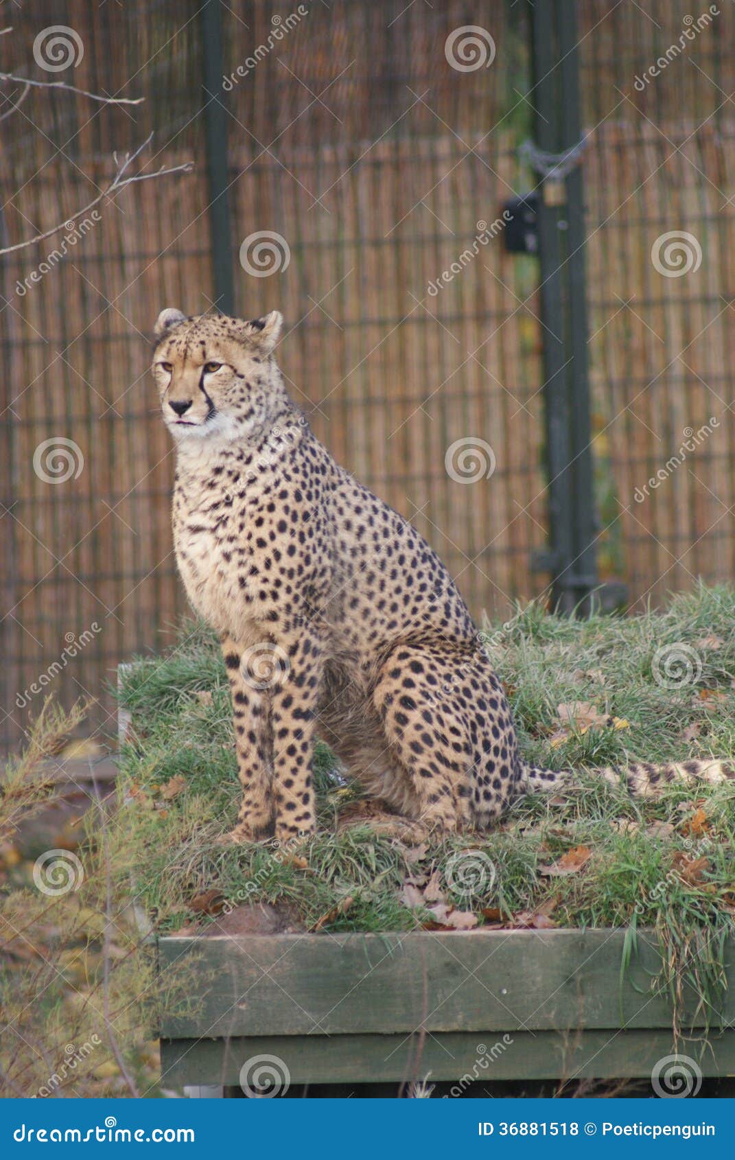 Guepardo - jubatus del Acinonyx. Un guepardo salvaje - jubatus del Acinonyx