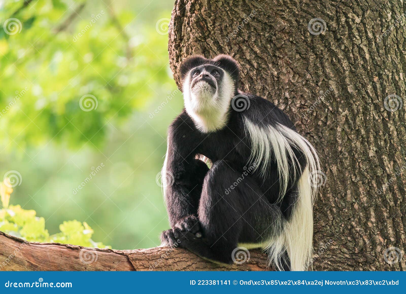 46,202 Fotos de Stock de Macaco De Balanço - Fotos de Stock Gratuitas e Sem  Fidelização a partir da Dreamstime - Página 12