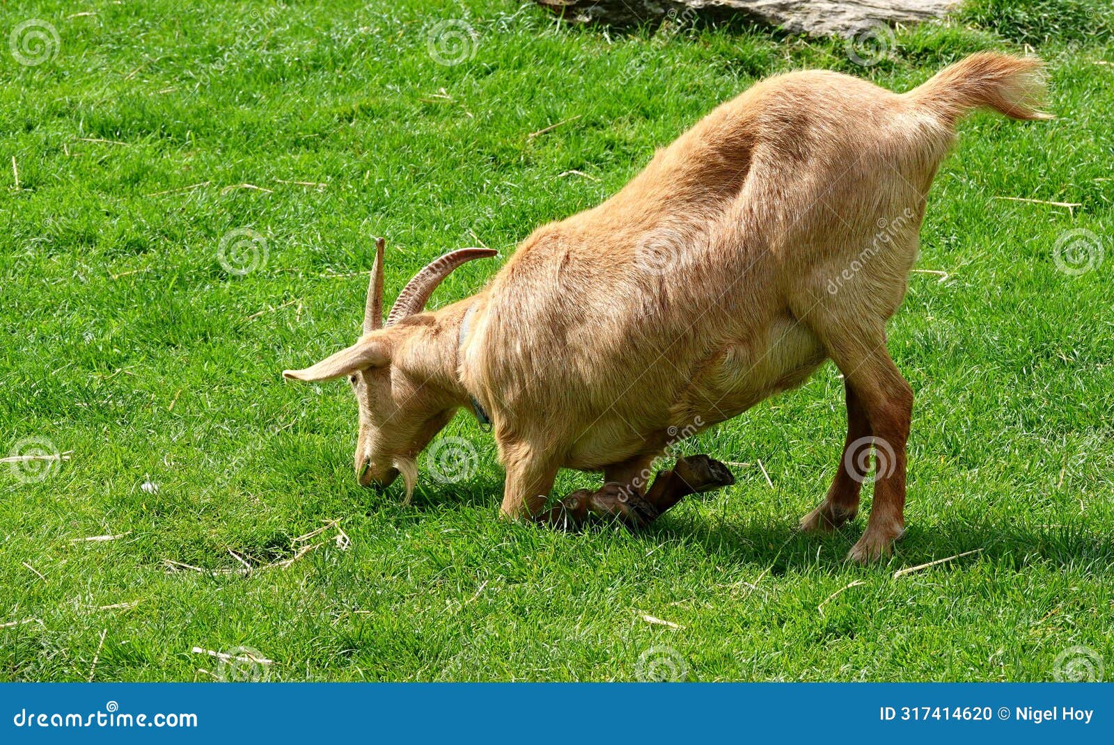 guernsey golden goat kneeling to graze.