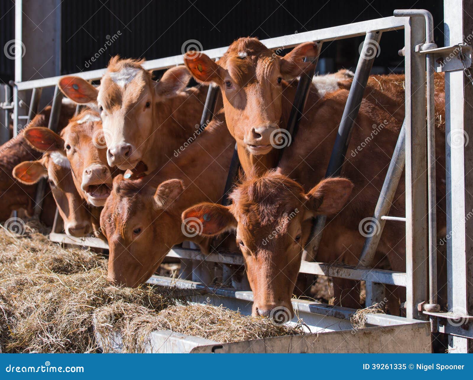 guersney cattle in cowshed