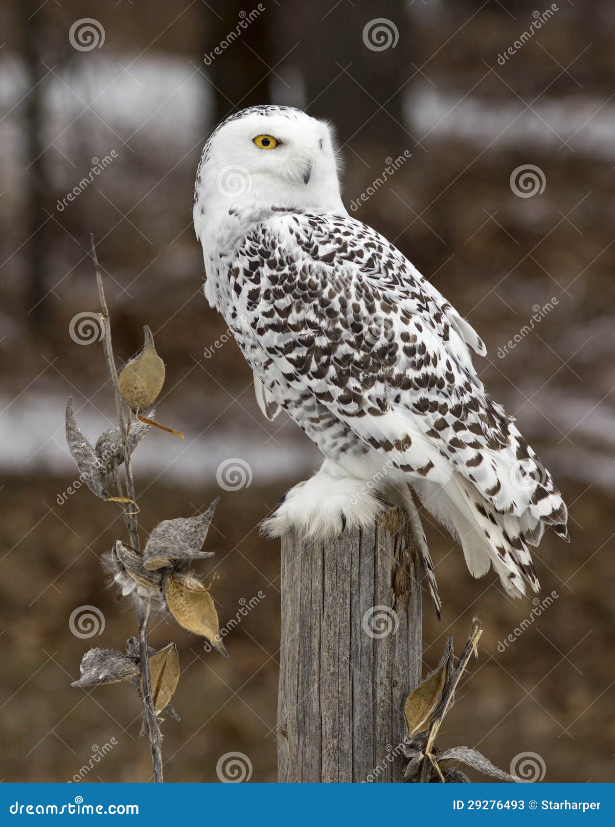 Gufo di Snowy con il milkweed.