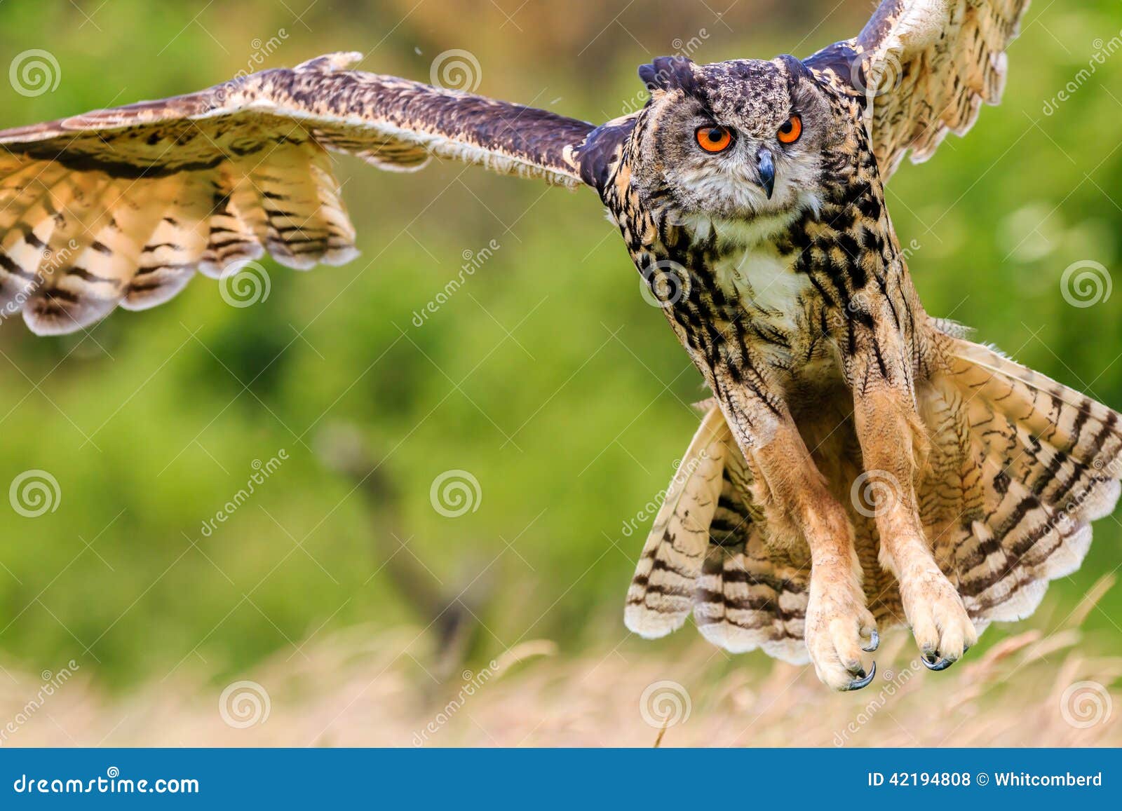 Gufo reale che sorvola un prato. Picchiate di Eagle Owl nella caccia bassa la sua preda