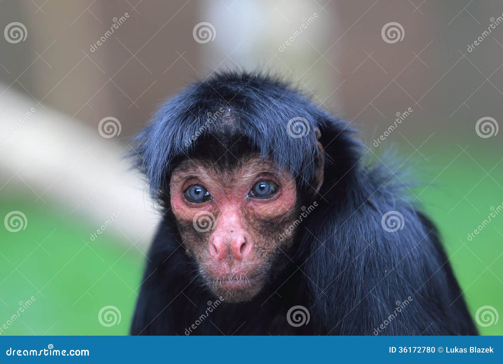 guiana spider monkey