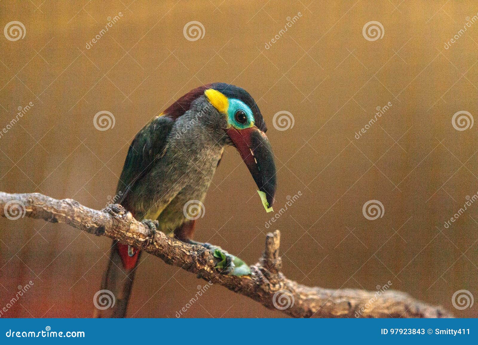 Guianan Toucanet Selenidera Piperivora Stock Image Image Of Avian Captive Guianan Toucanet Selenidera Piperivora Stock Image Image Of Avian Captive