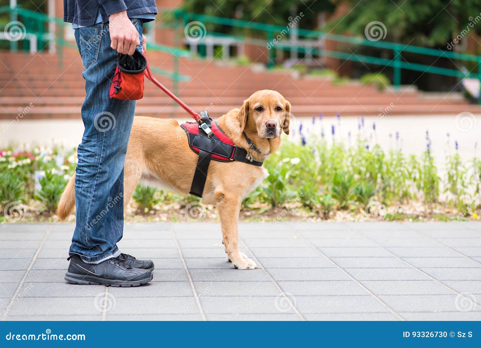 guide dog rescue