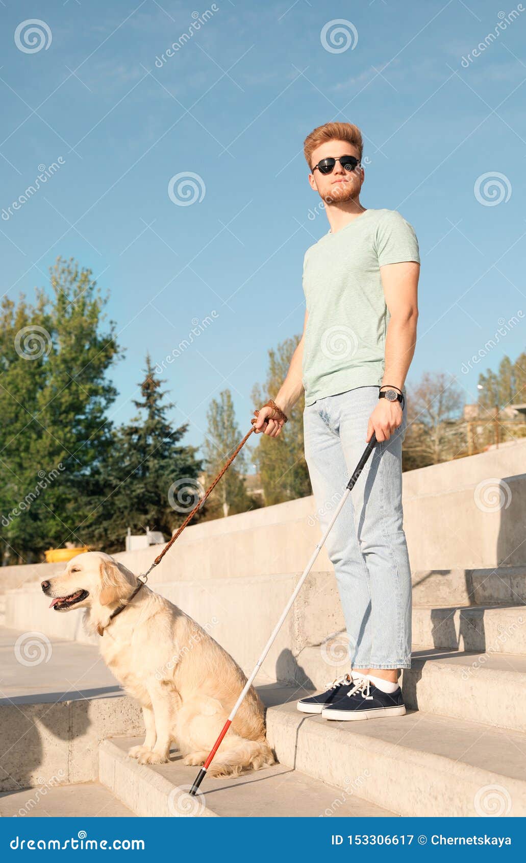 Guide Dog Helping Blind Person with Long Cane Going Down Stairs Stock Image Image of blind