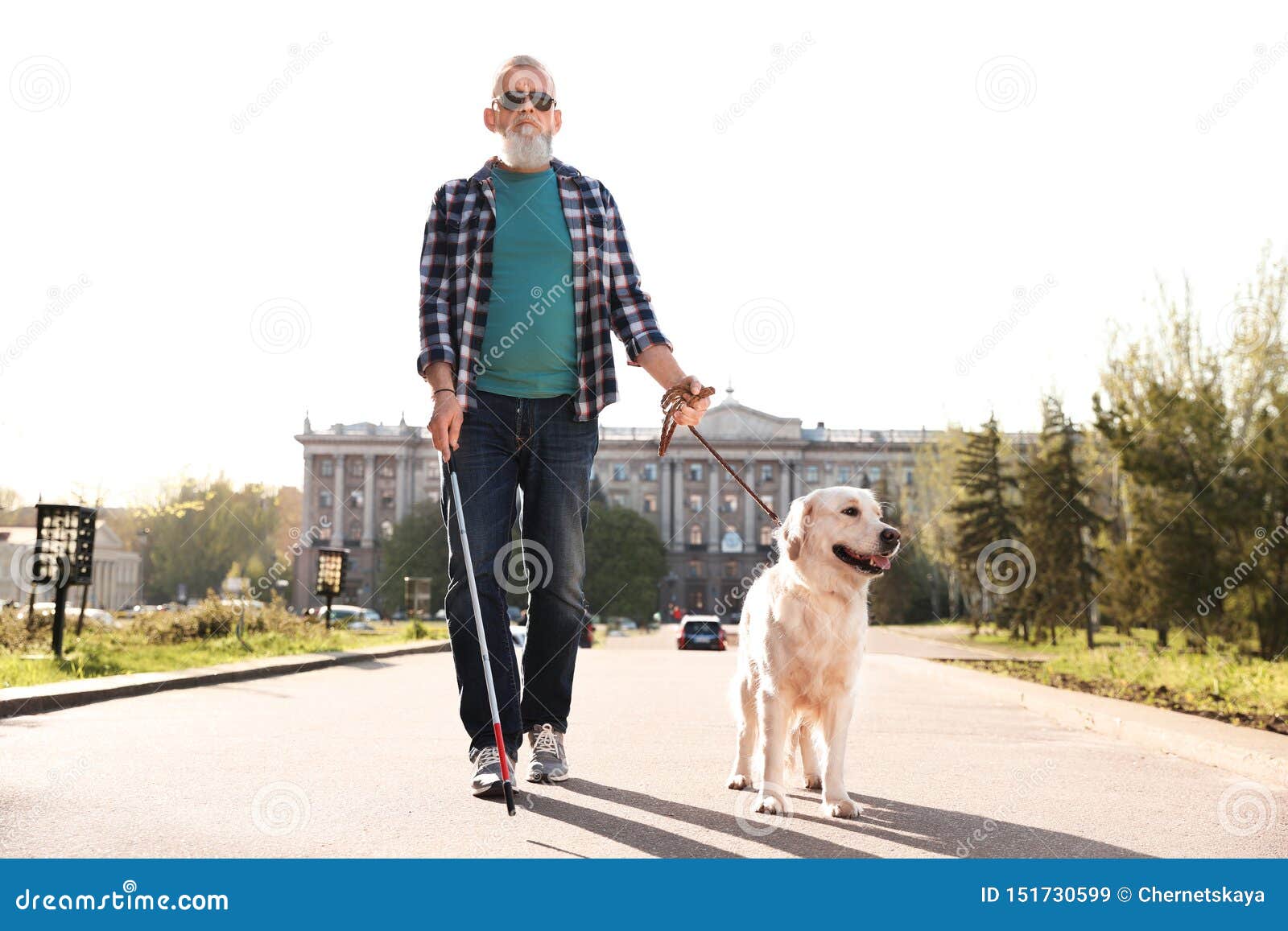 Guide Dog Helping Blind Person With Long Cane Walking Royalty Free guide-dog-helping-blind-person-with-long-cane-walking-royalty-free