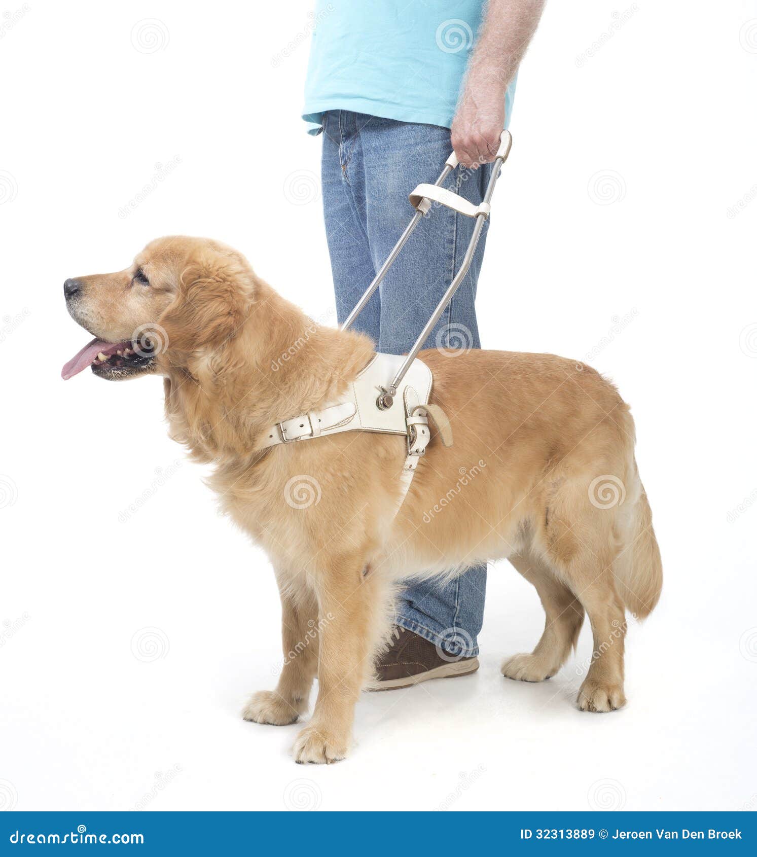 guide dog  on white