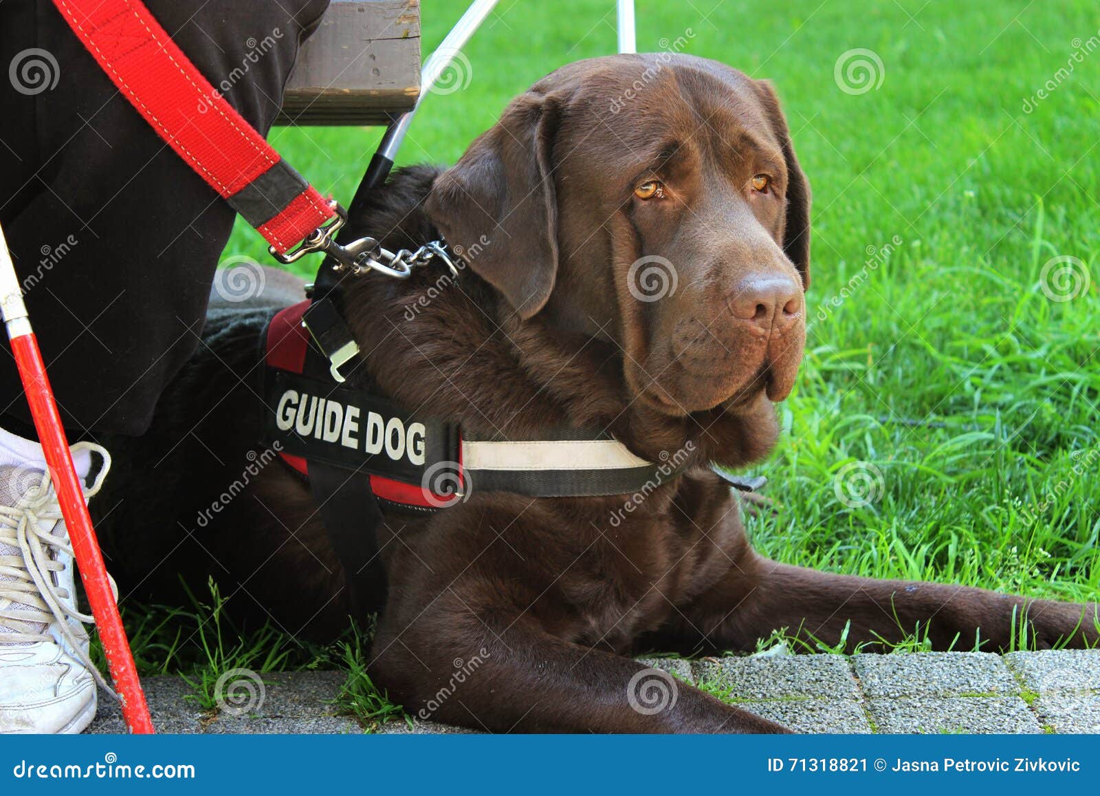 guide dog