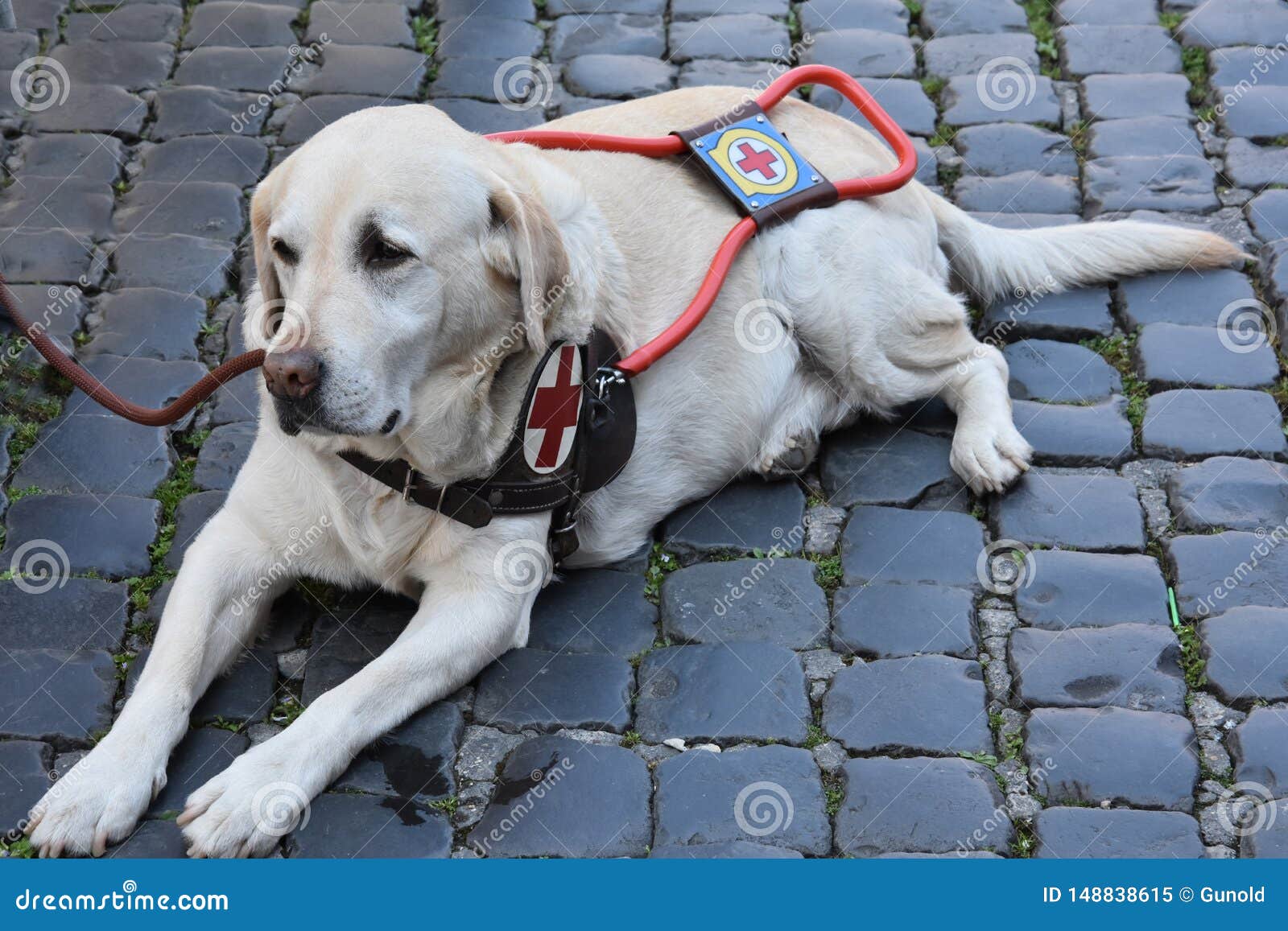 guide dog waits patiently with his handicapped man
