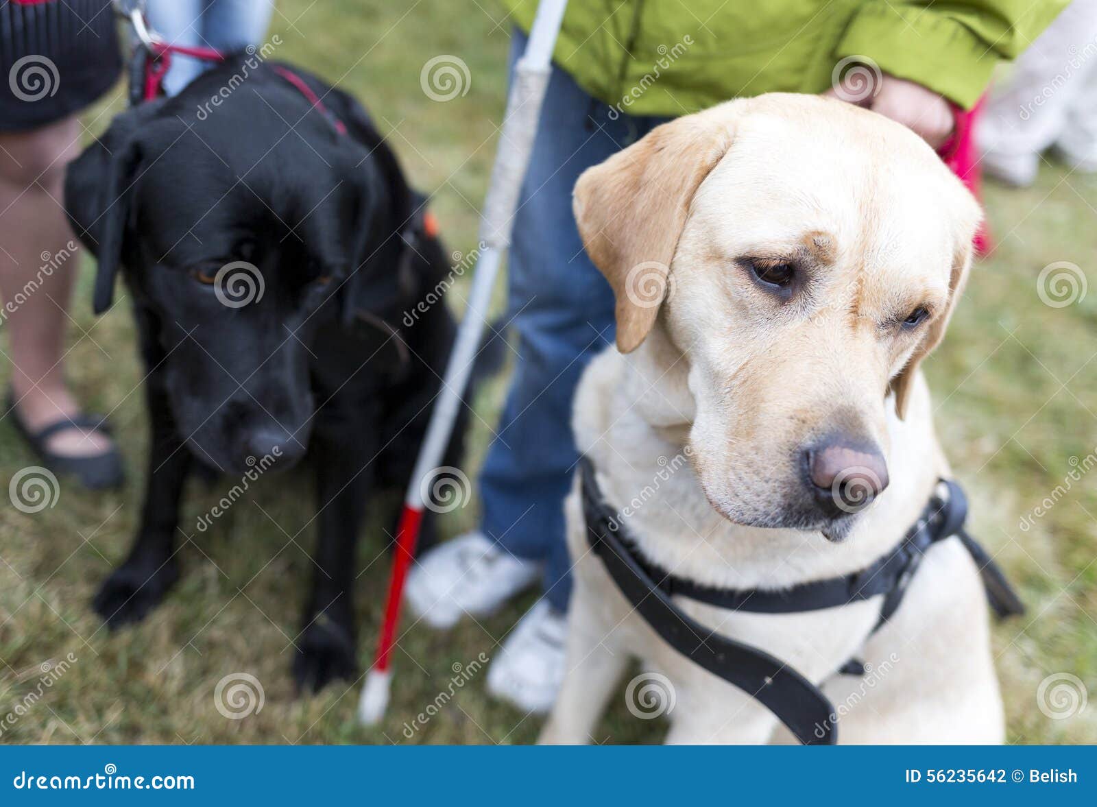 why do they only use labradors as guide dogs