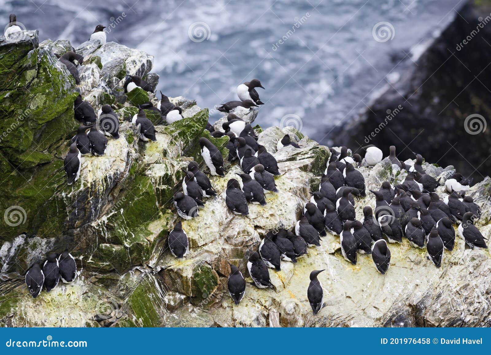 guillemot - uria aalge, black and white sea bird
